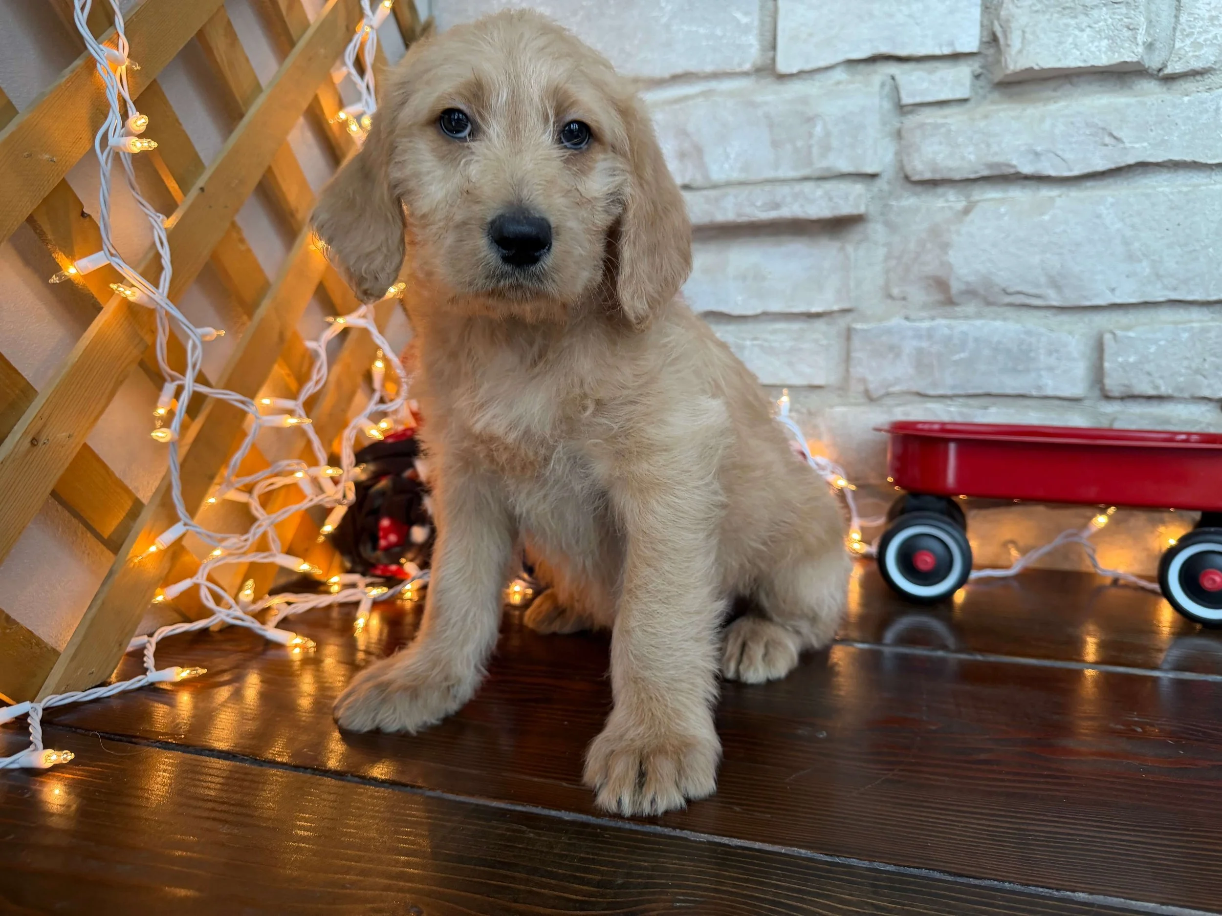 Santa’s Little Helper 13.jpeg