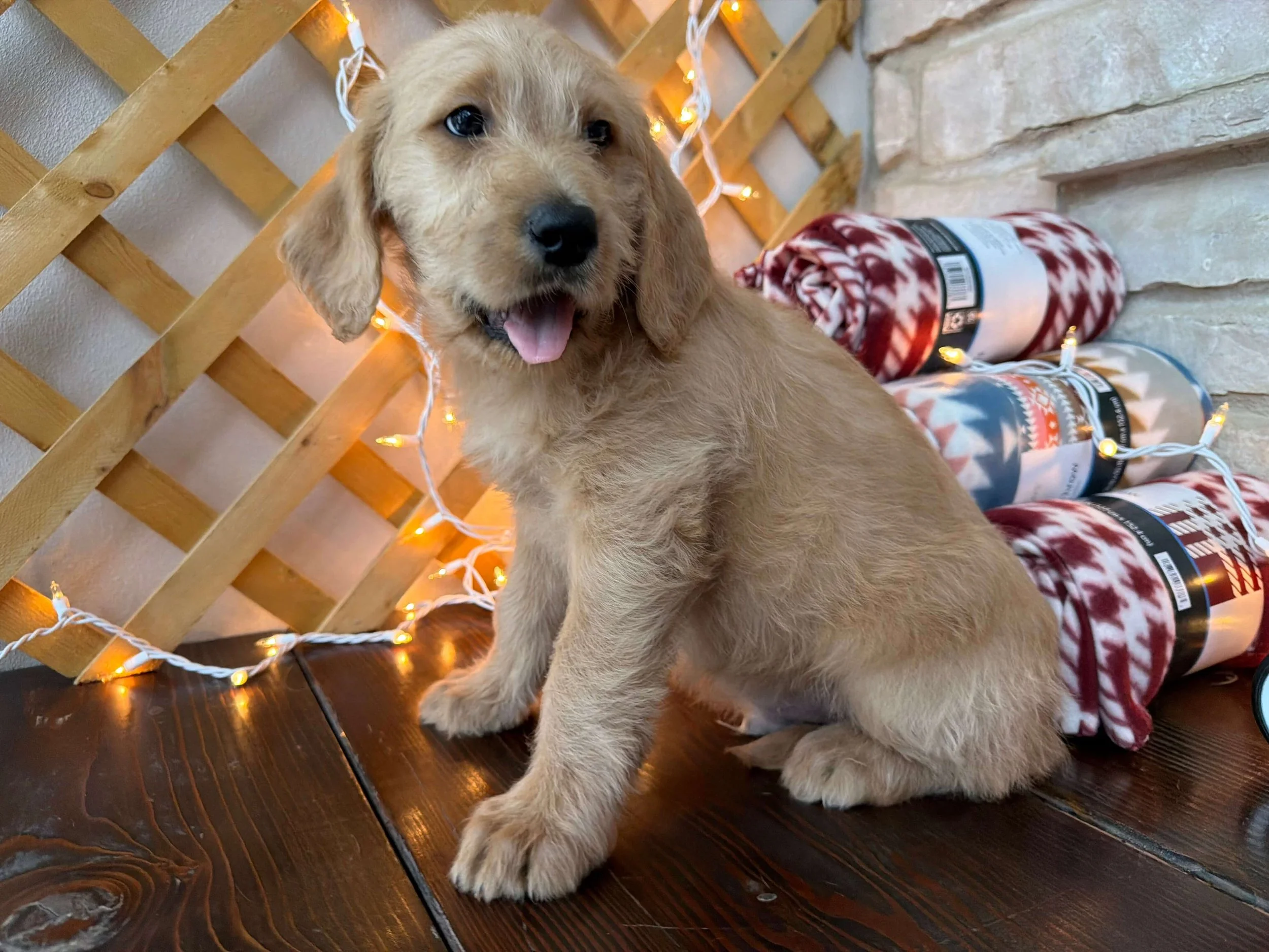 Santa’s Little Helper 15.jpeg