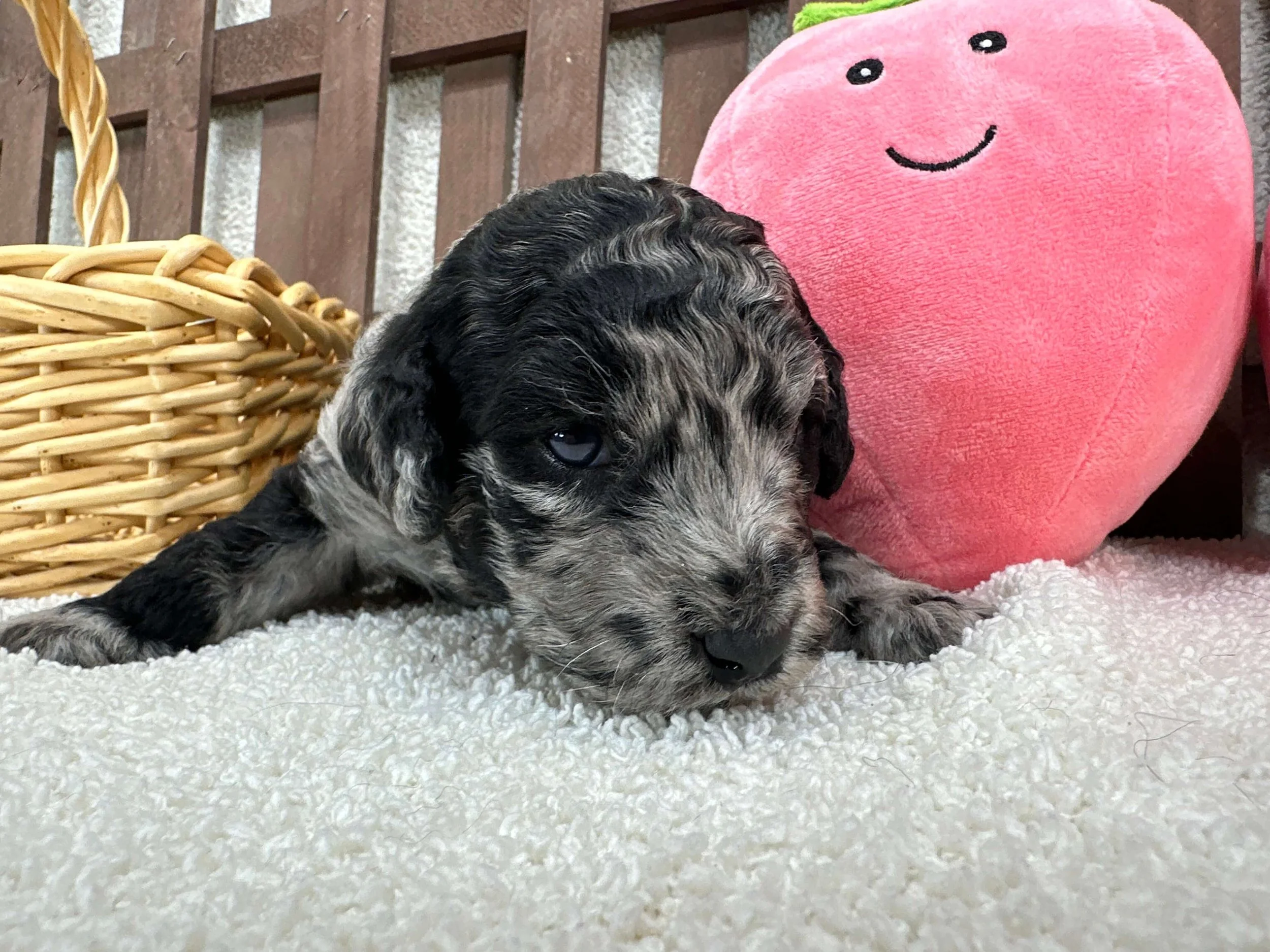 Chocolate Chip 11.jpg