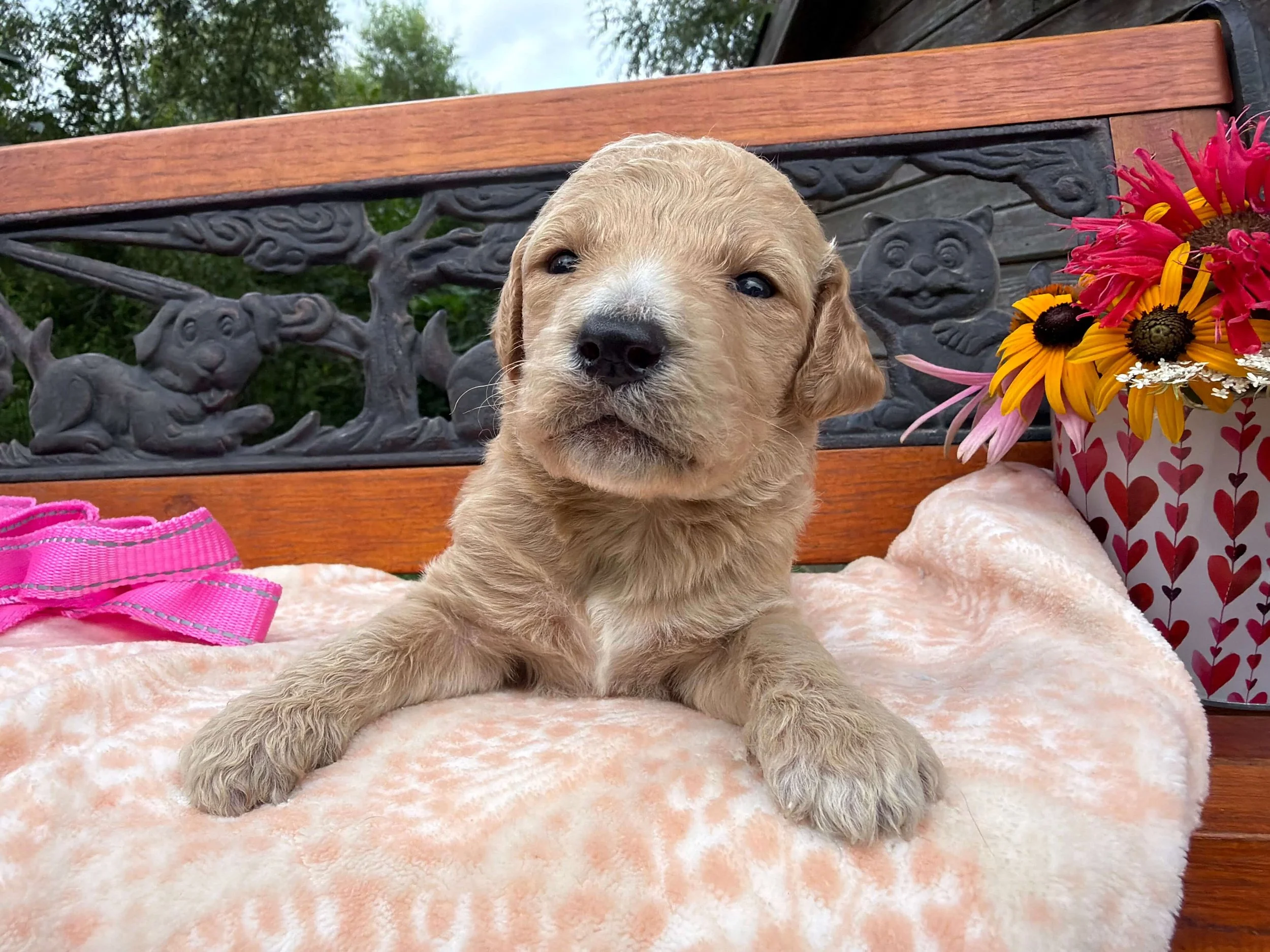 Cinnamon (Girl)