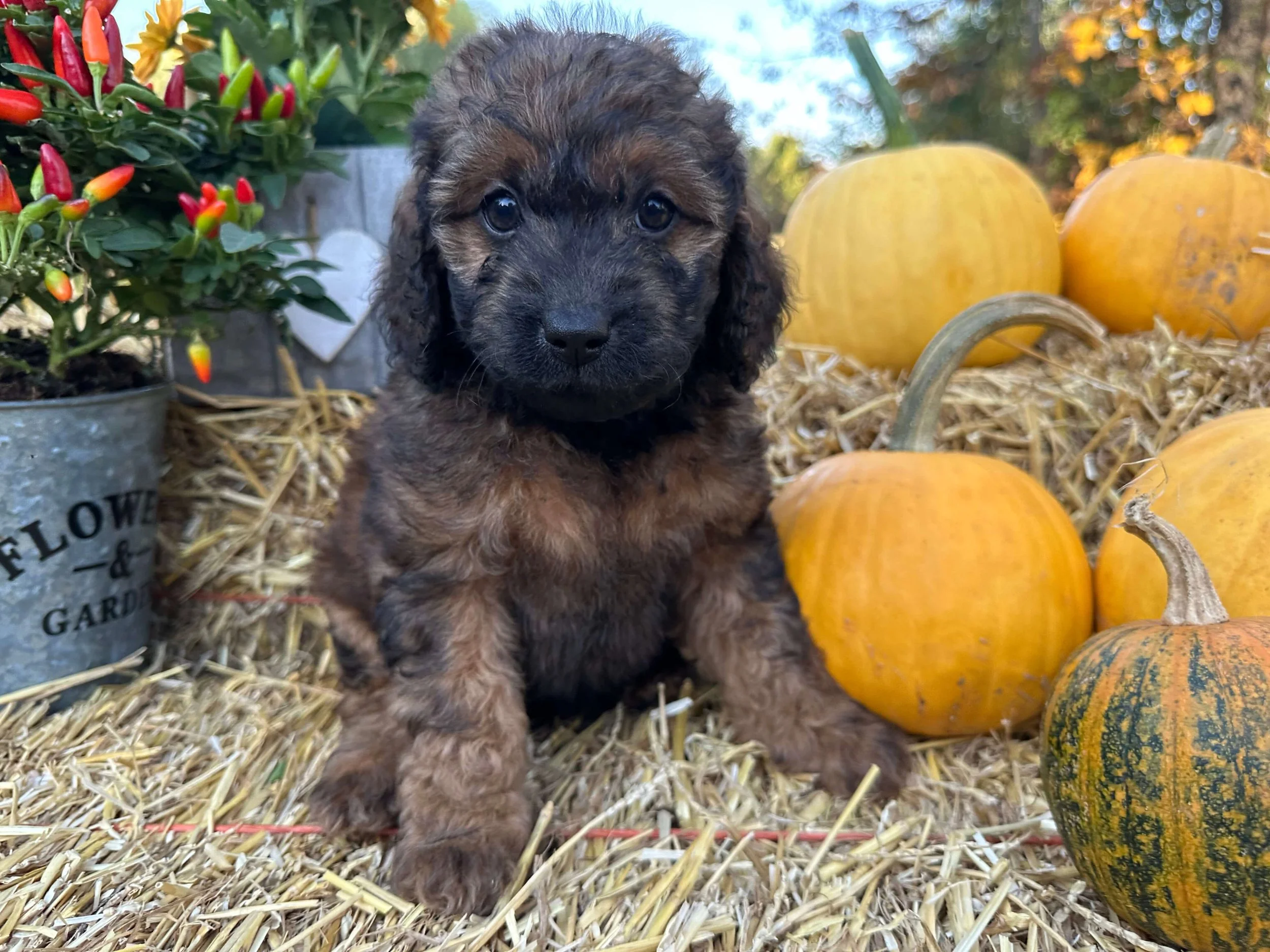 Waylon 6.jpg