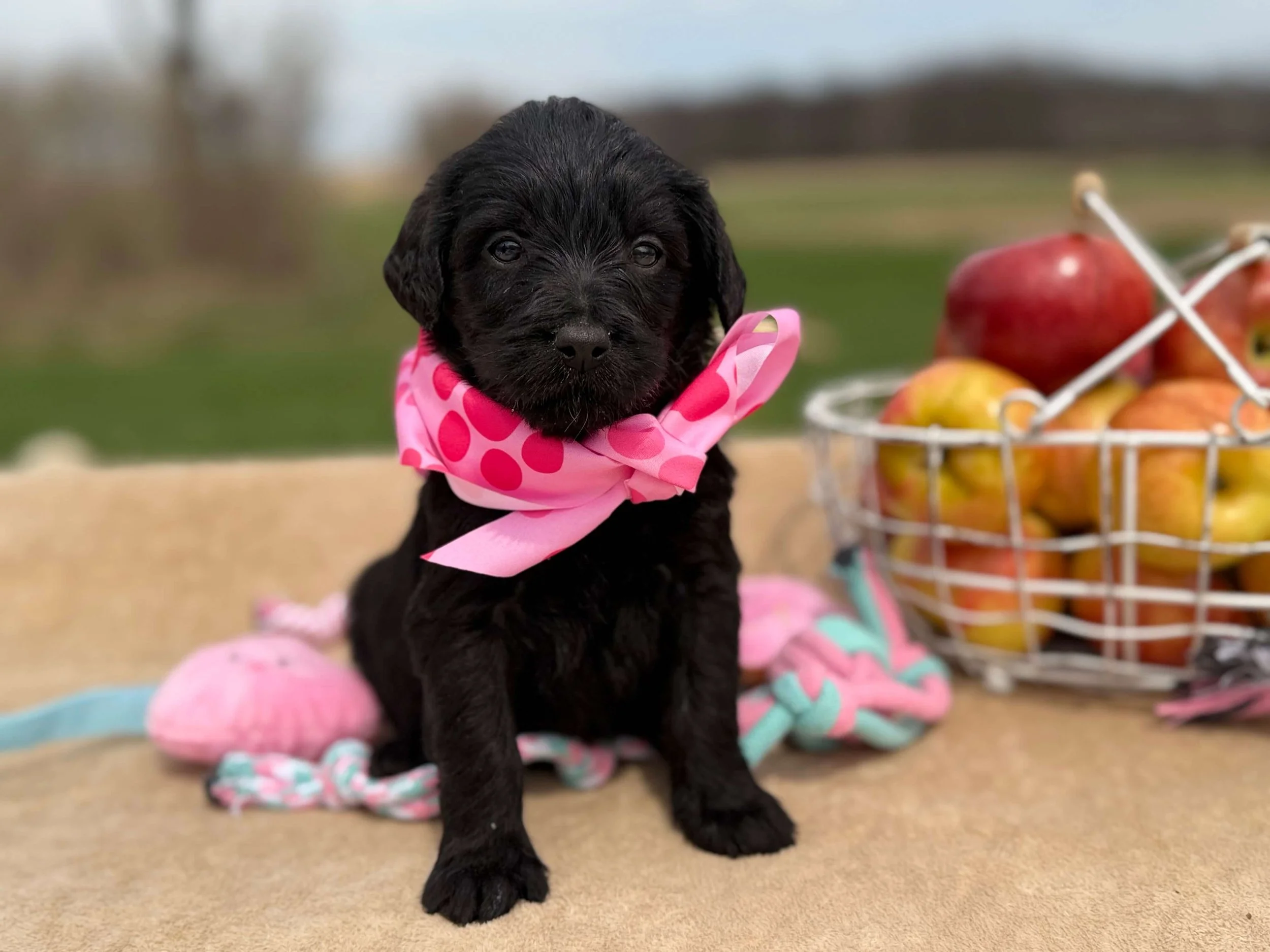 Lentil (Girl)