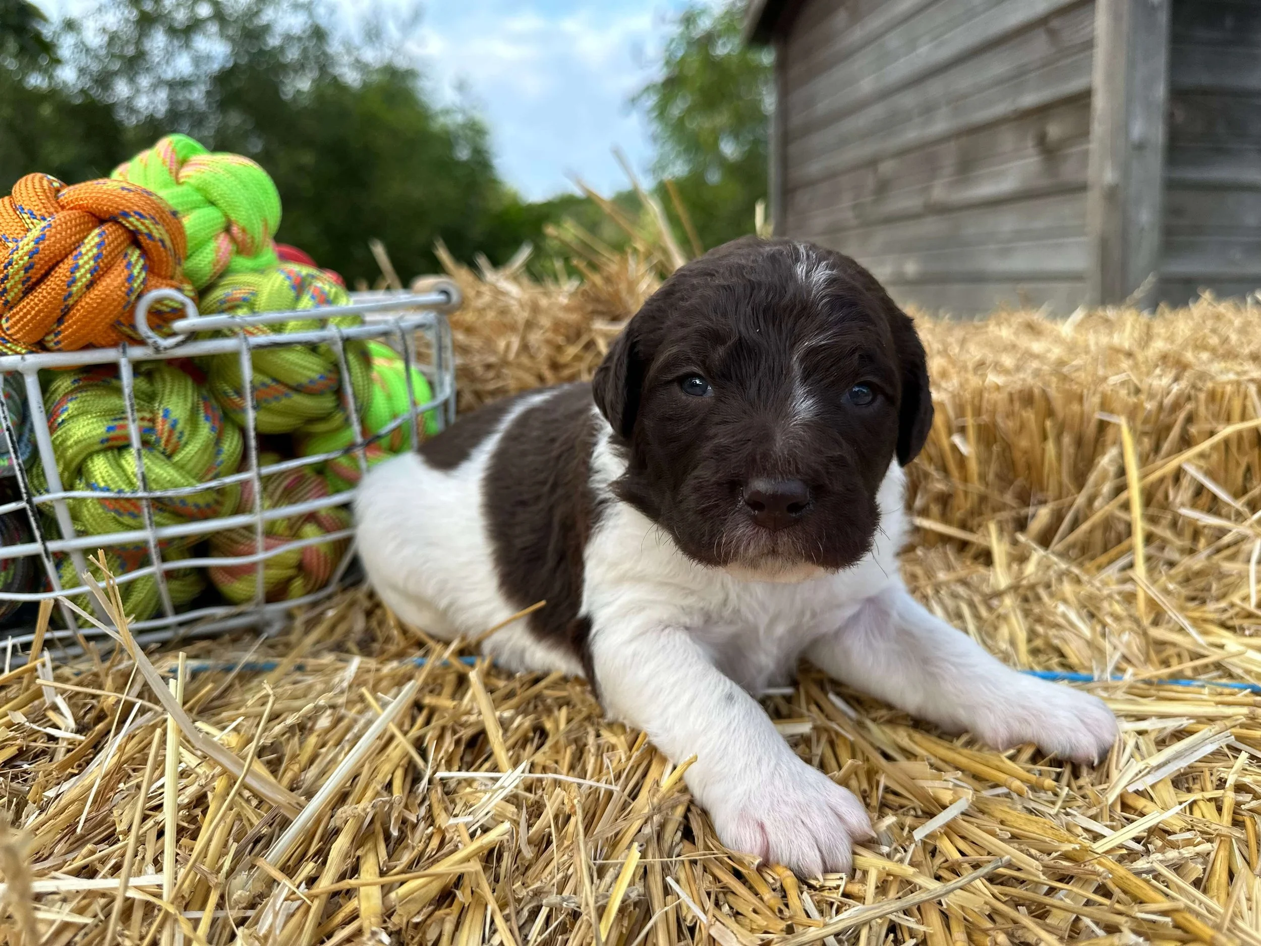 What Should I Expect When Adopting a Labradoodle Puppy?