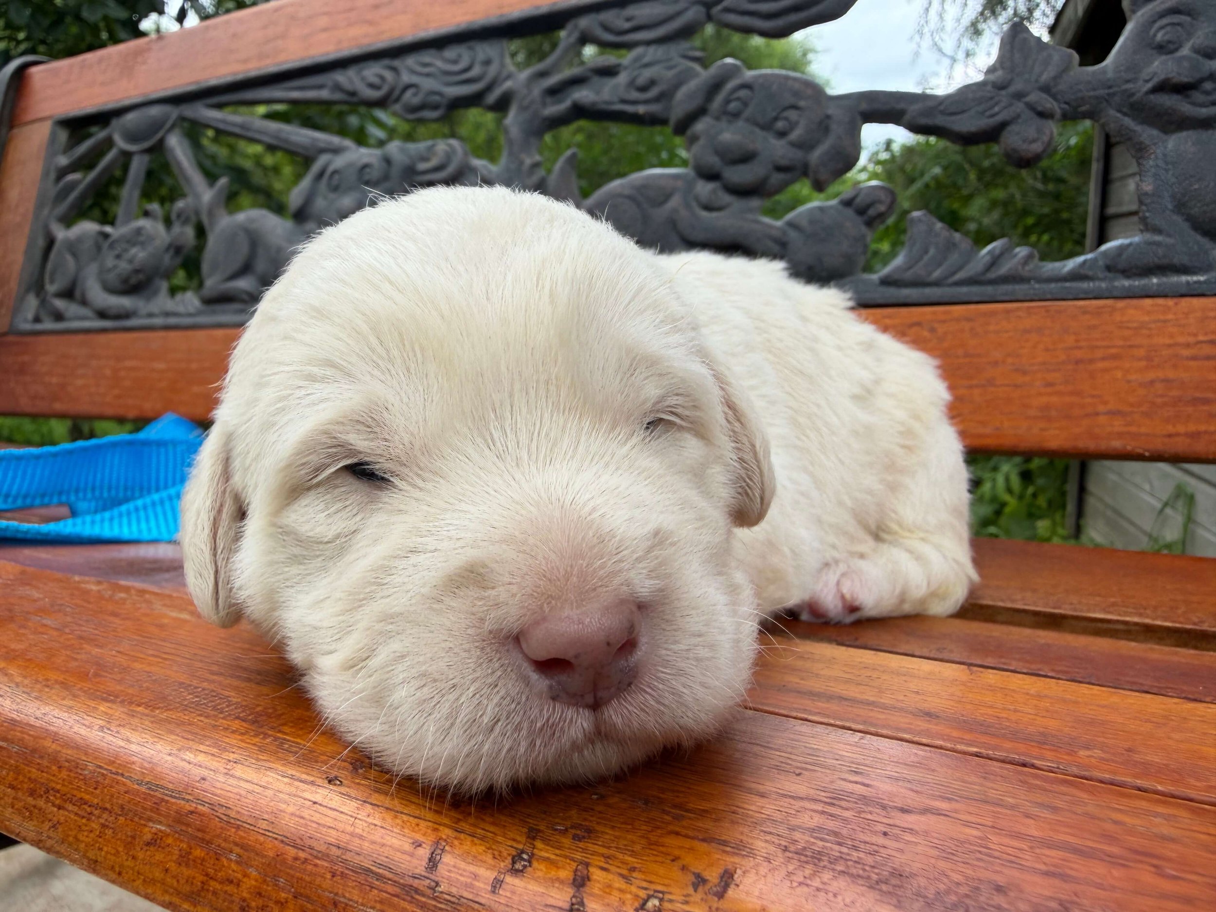 Charlie (Boy)