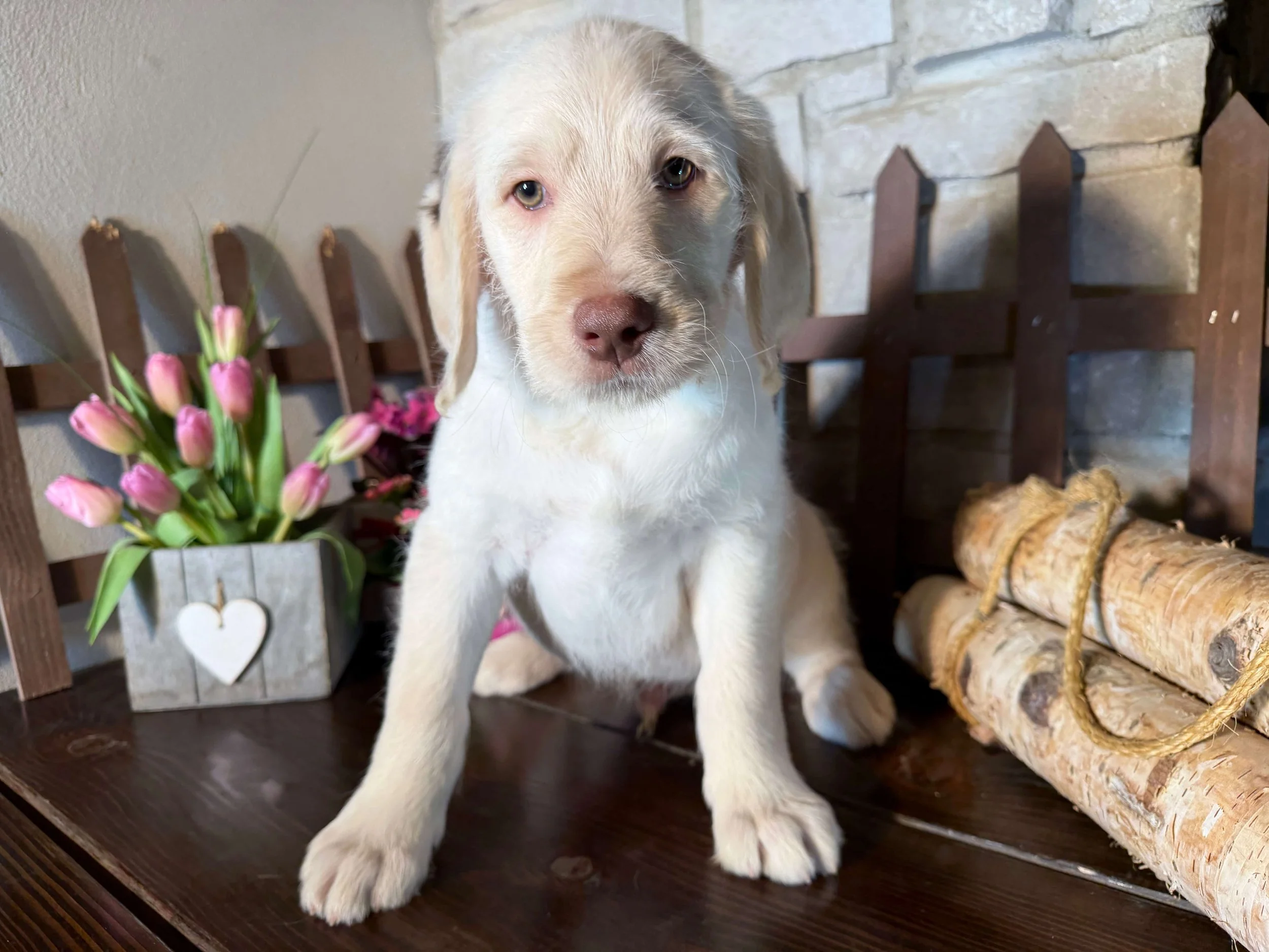 Twain (Bulgajewski Family)