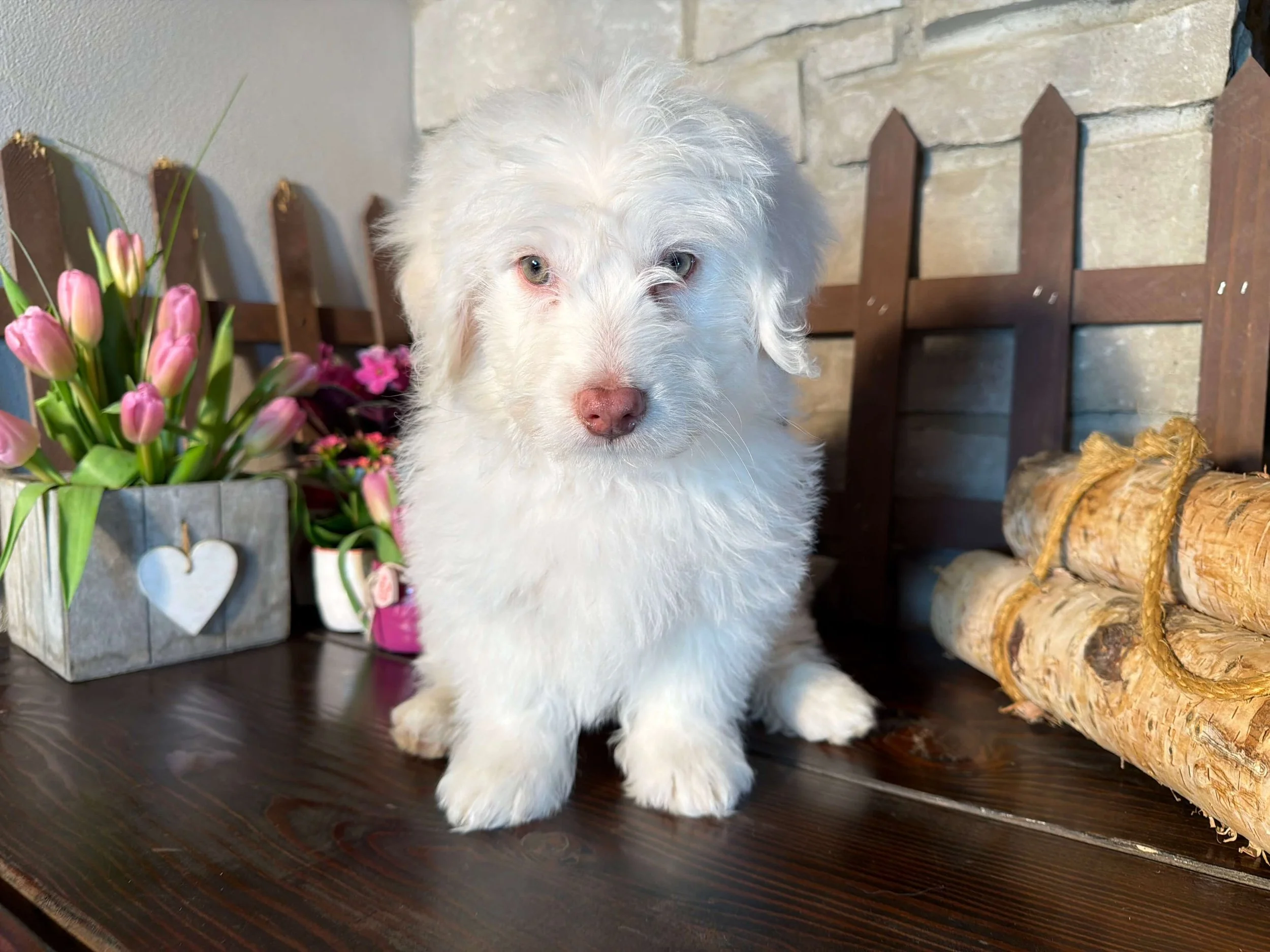 Scotty (Fiocchi Family)