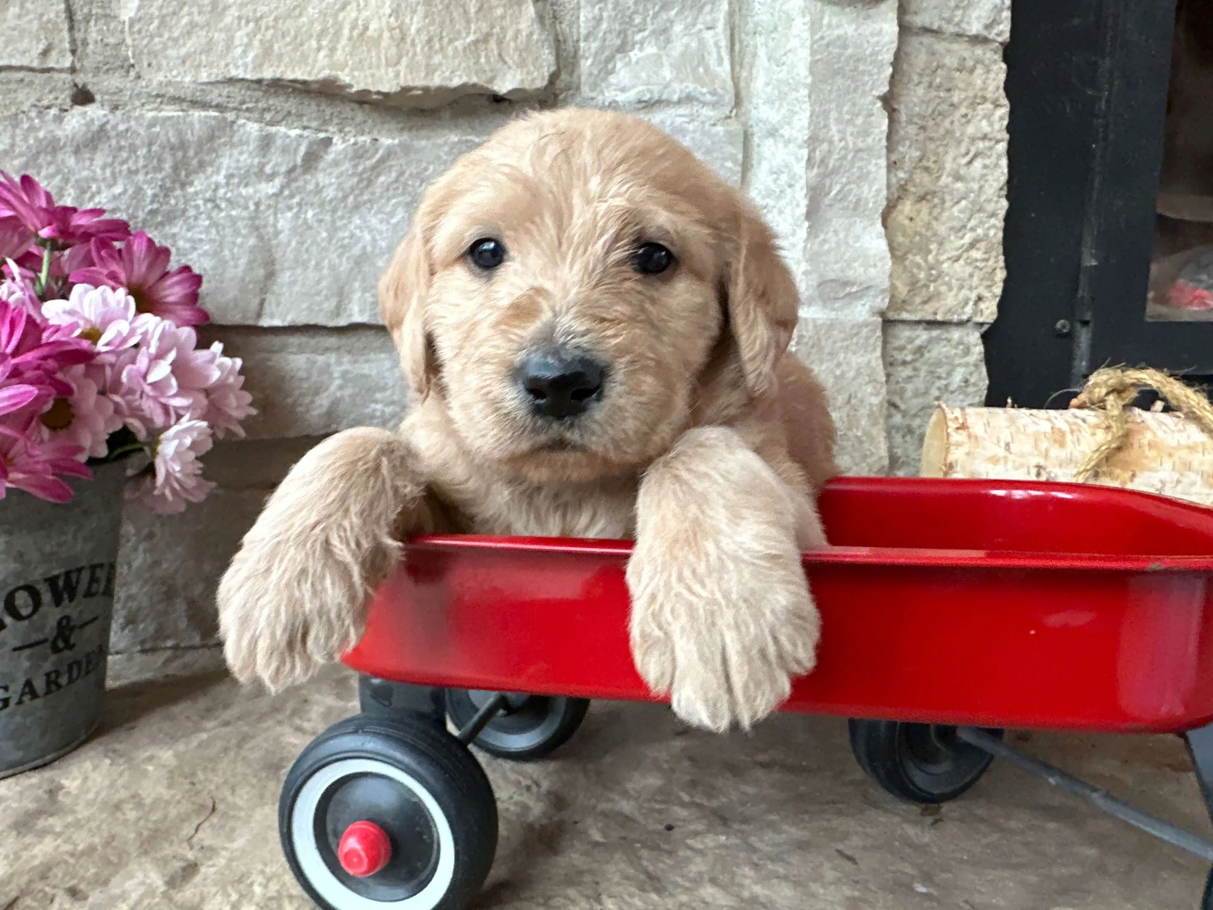 Santa’s Little Helper 9.jpg