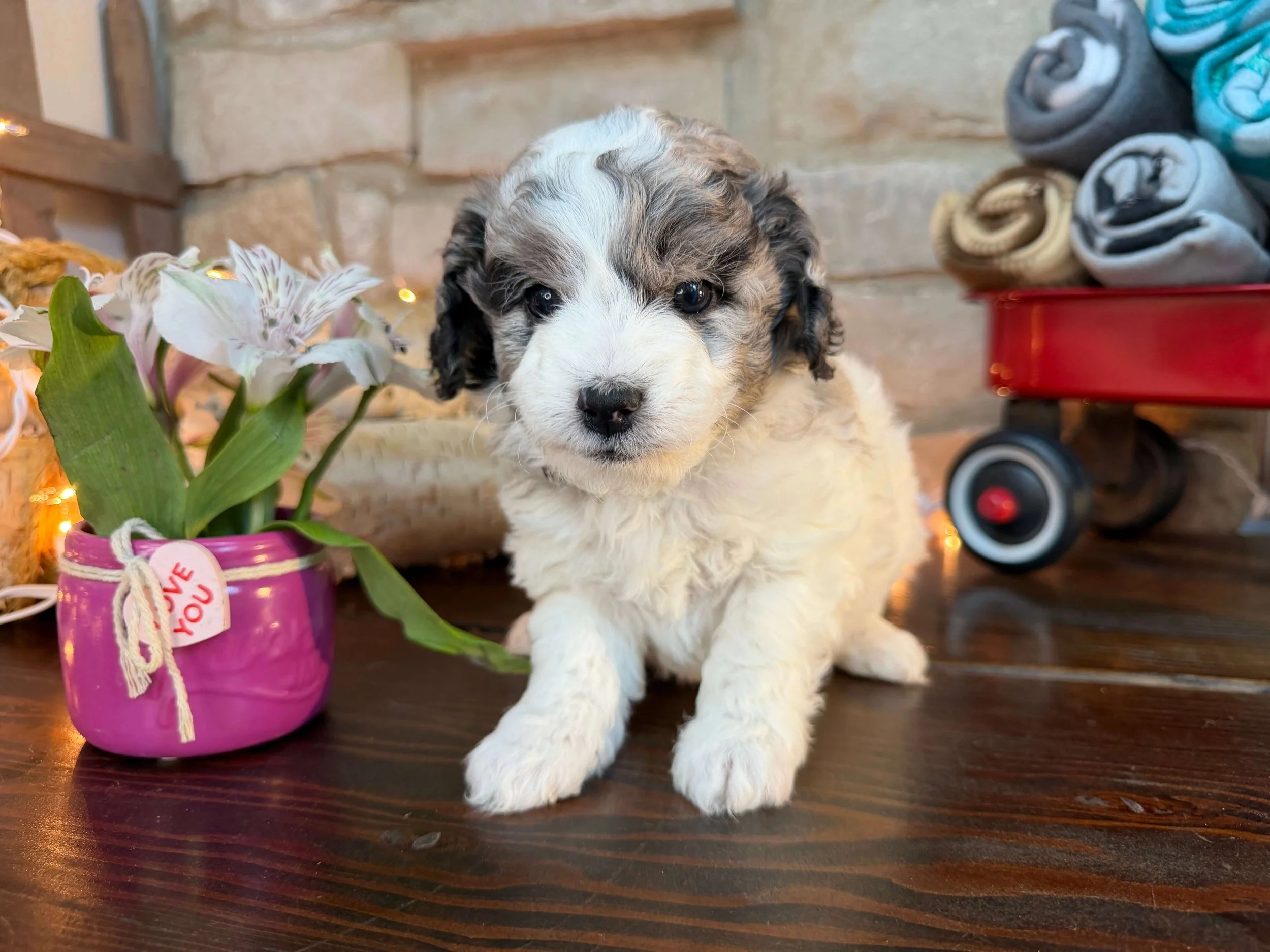 Prosecco (Kalke Family)