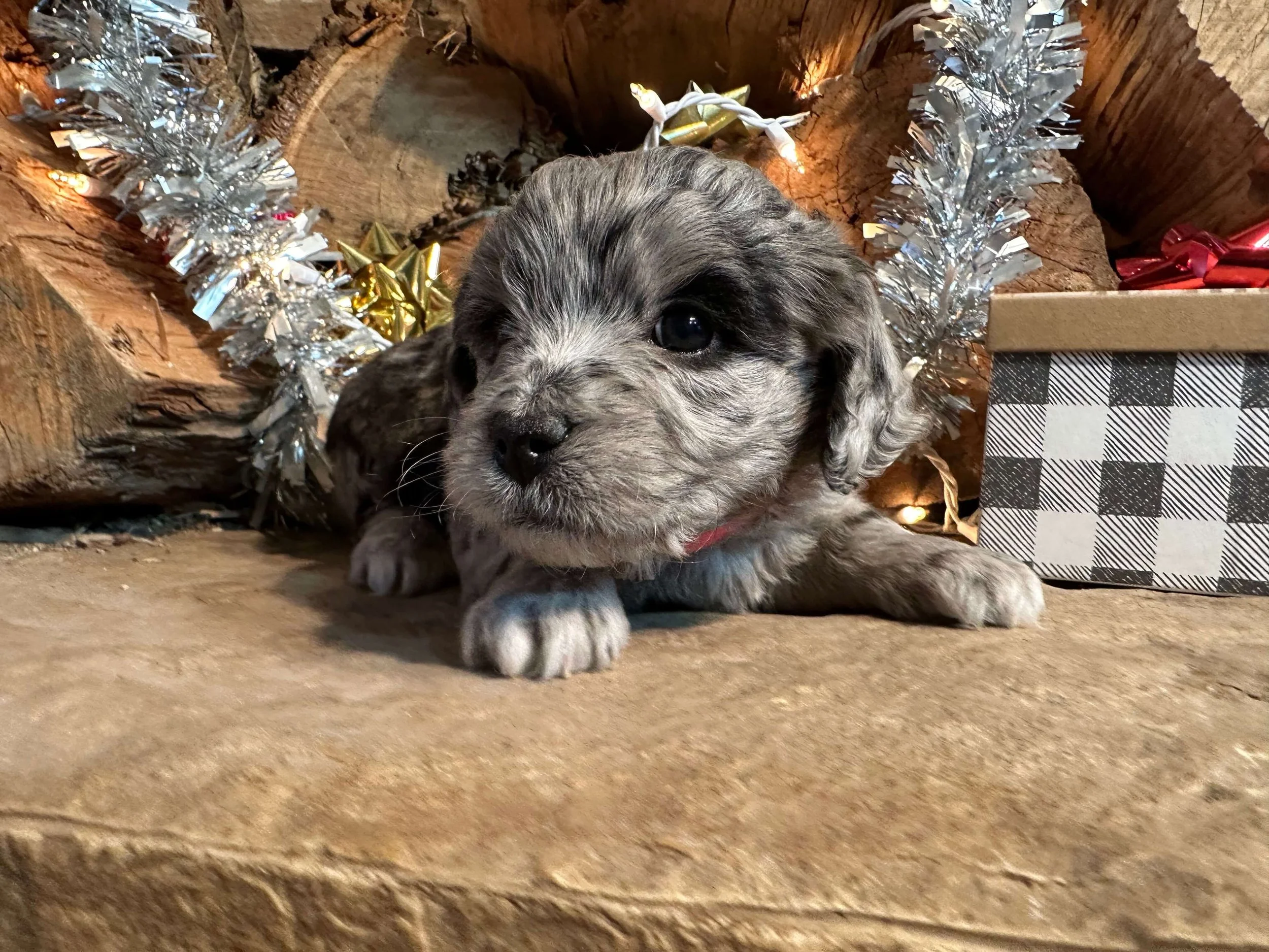 Kimi (Slodyczka Family)