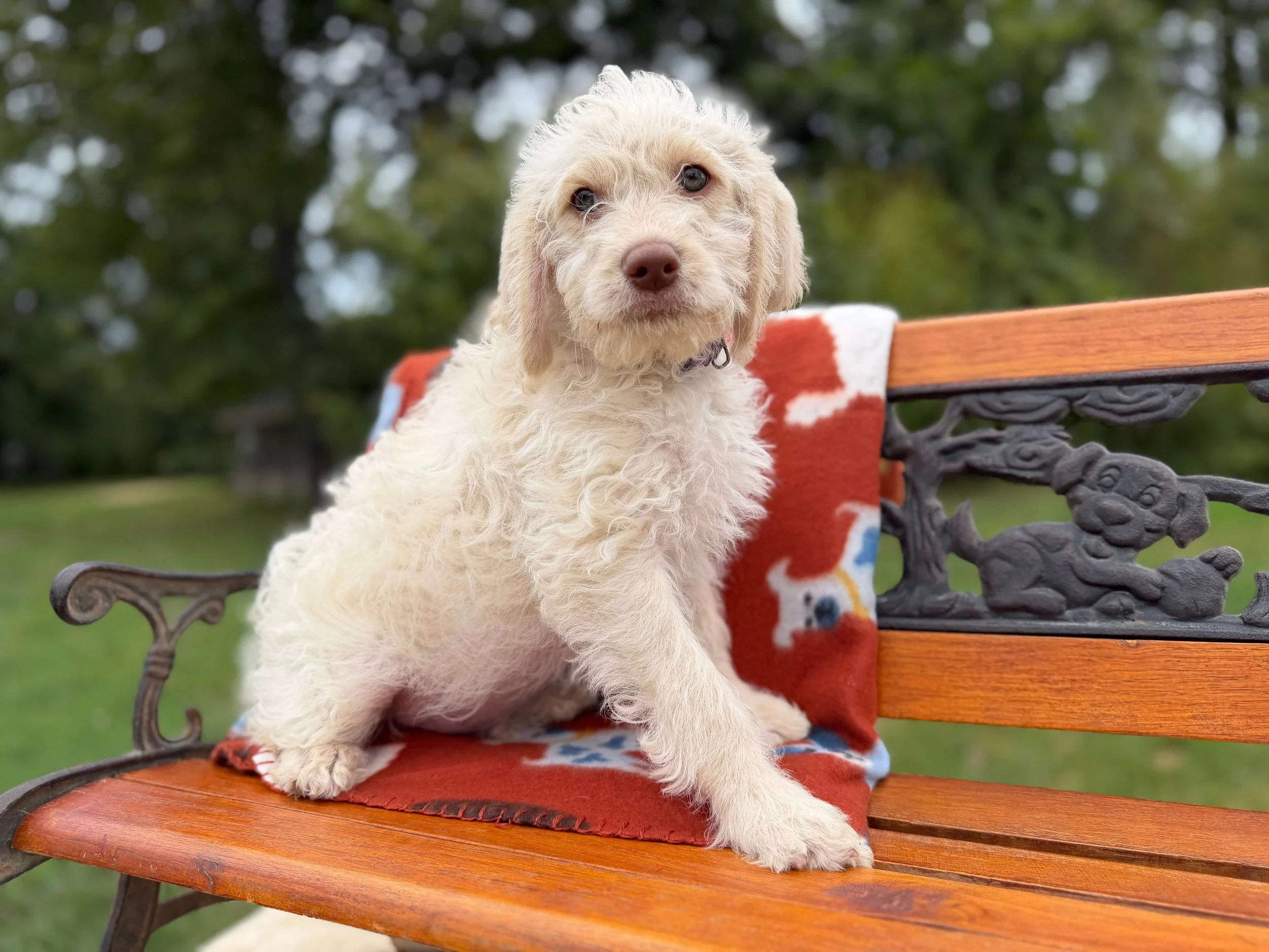 Rocky (Fung Family)