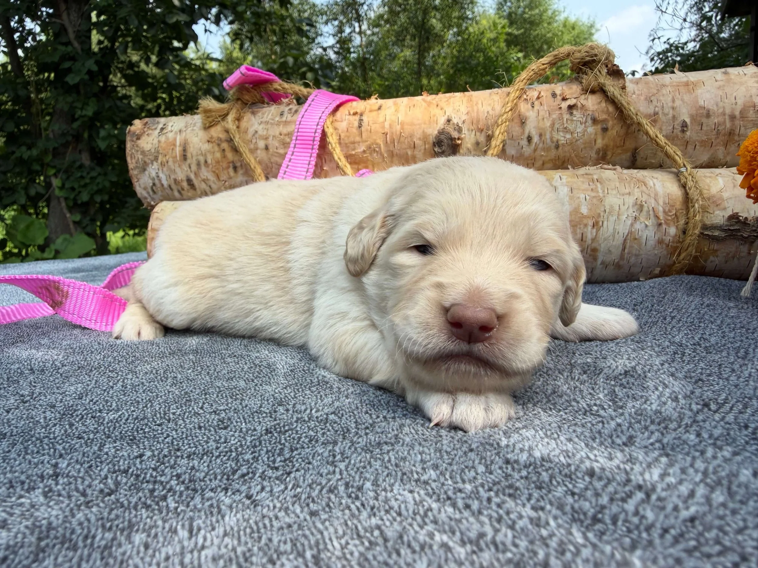 Butterscotch (Girl)