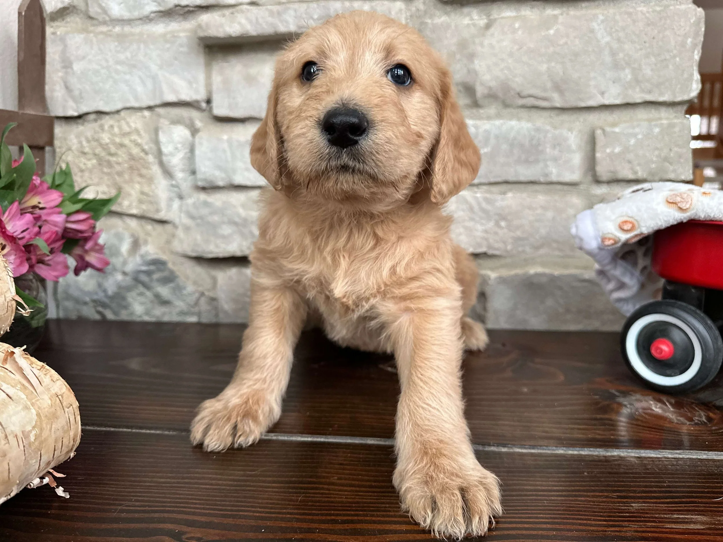 Santa’s Little Helper 11.jpg