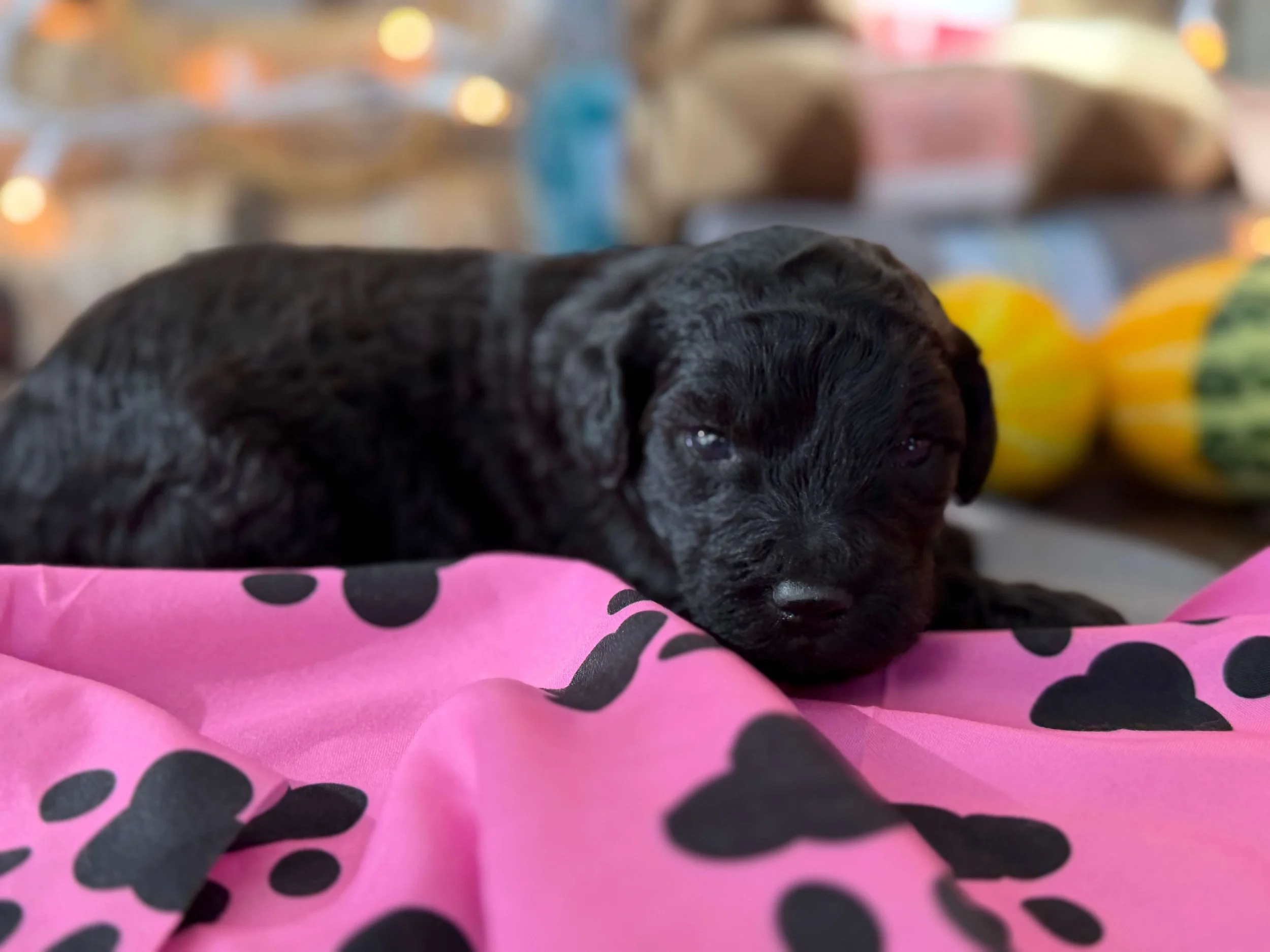 Trident 2.jpeg