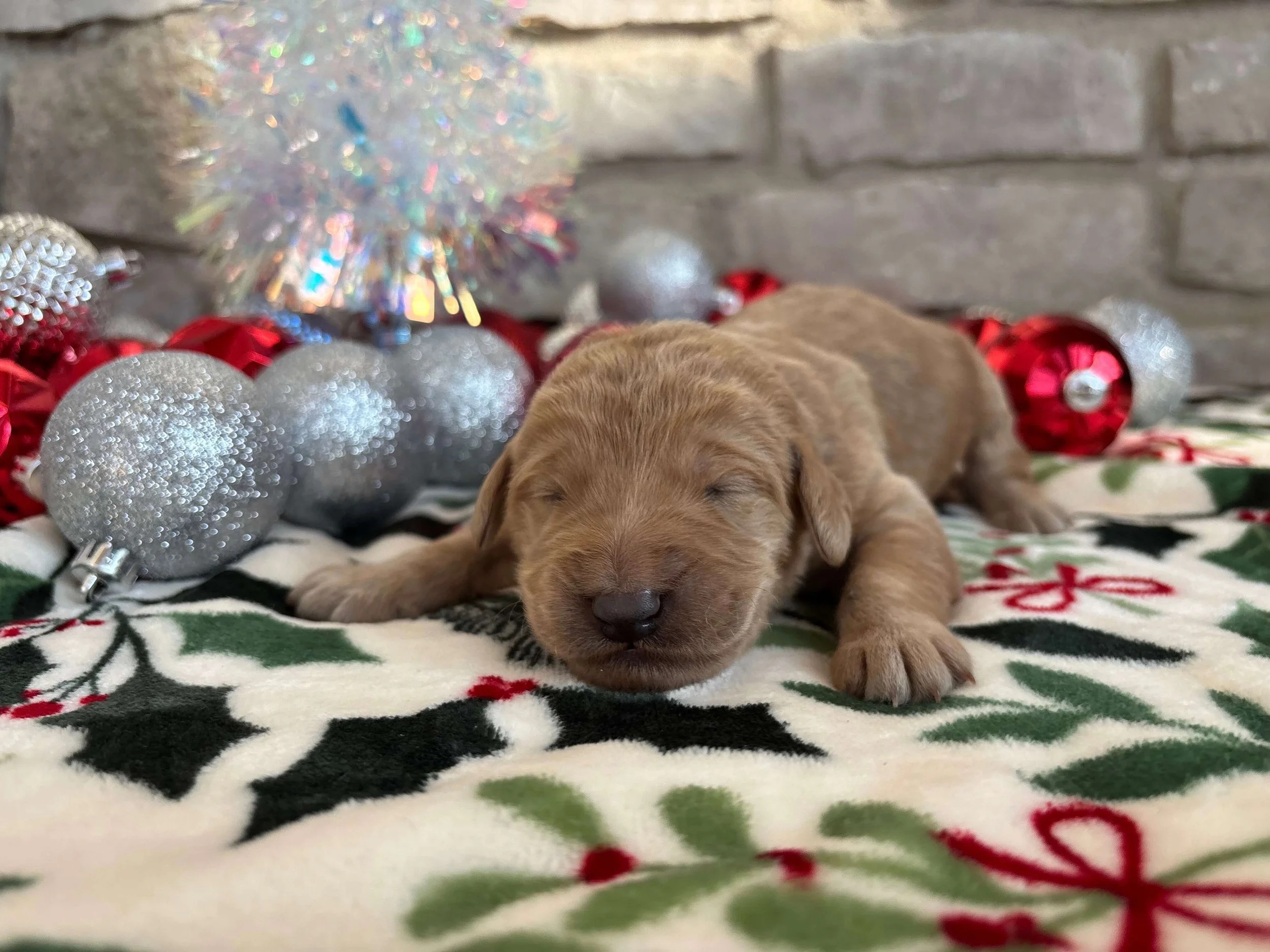 Santa’s Little Helper 3.jpeg