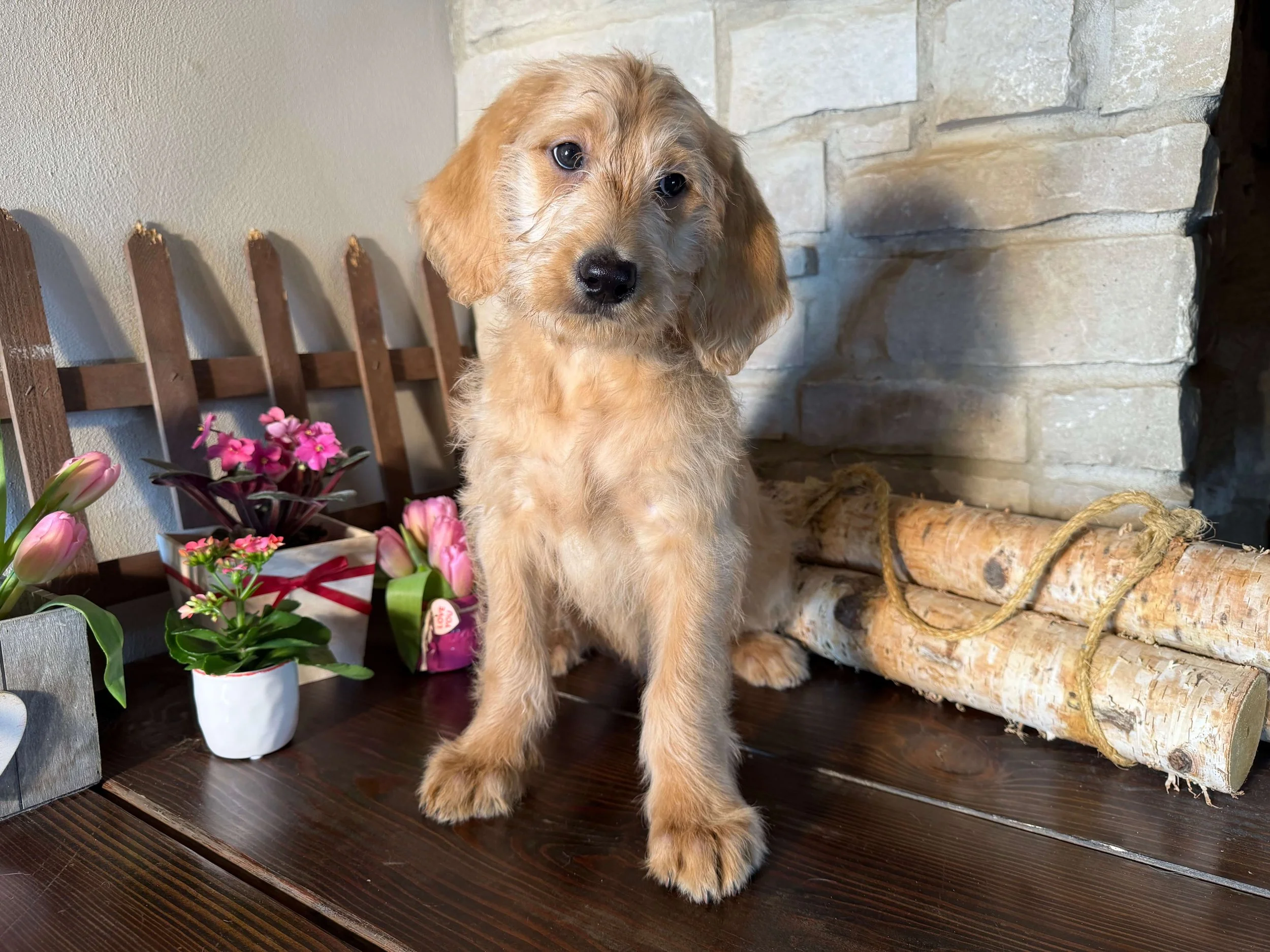 Santa’s Little Helper (Boy)