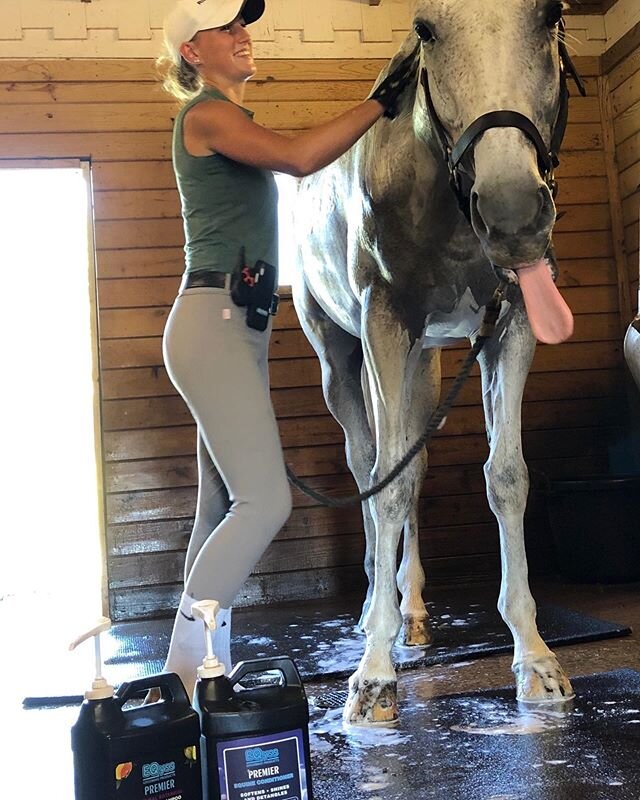 Like most grey horses, Argyle thinks that dirt is great and bathes are unnecessary ... we tend to disagree! Routine bathes with the Premier Shampoo and Conditioner from @eqyss help keep Argyle's coat healthy without dulling it. Premier uses a formula