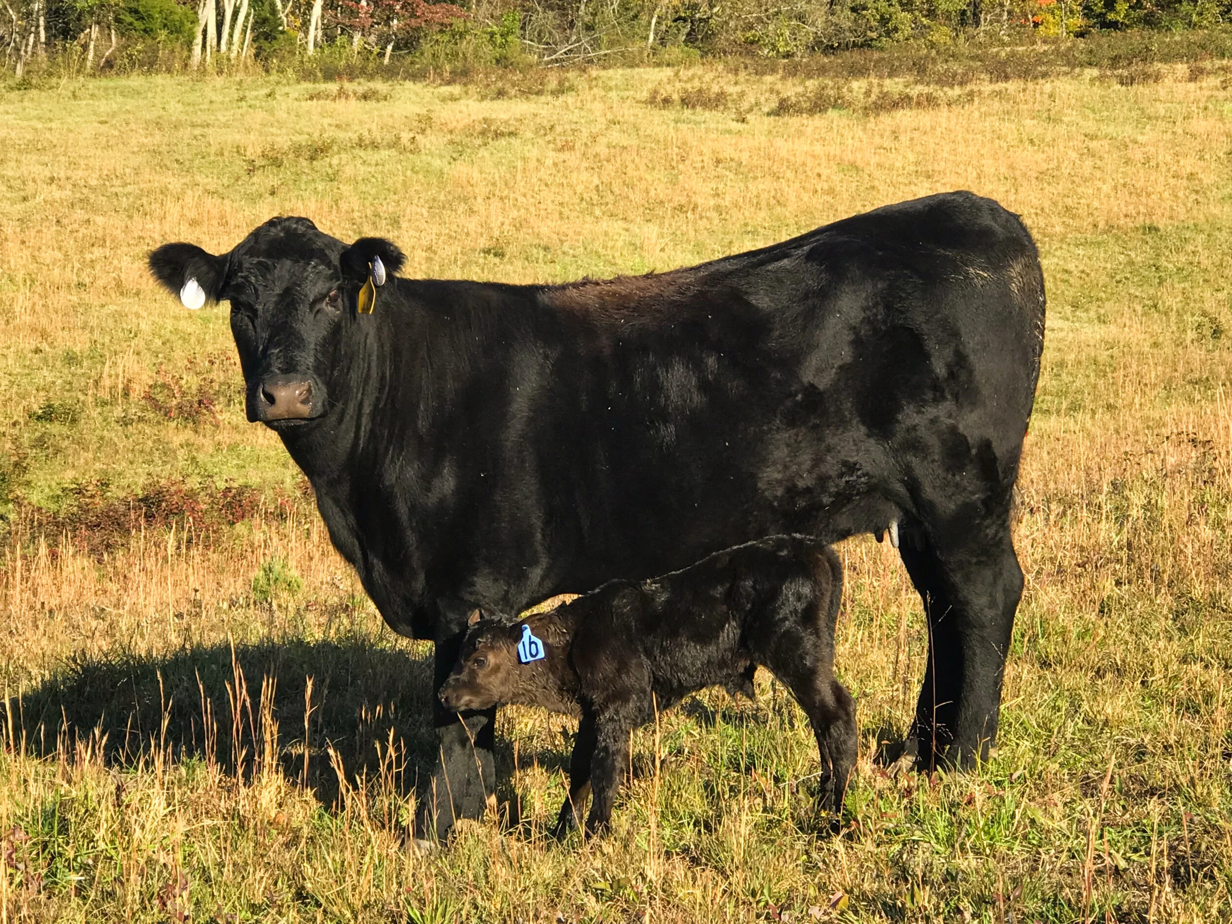 Family Owned and Operated