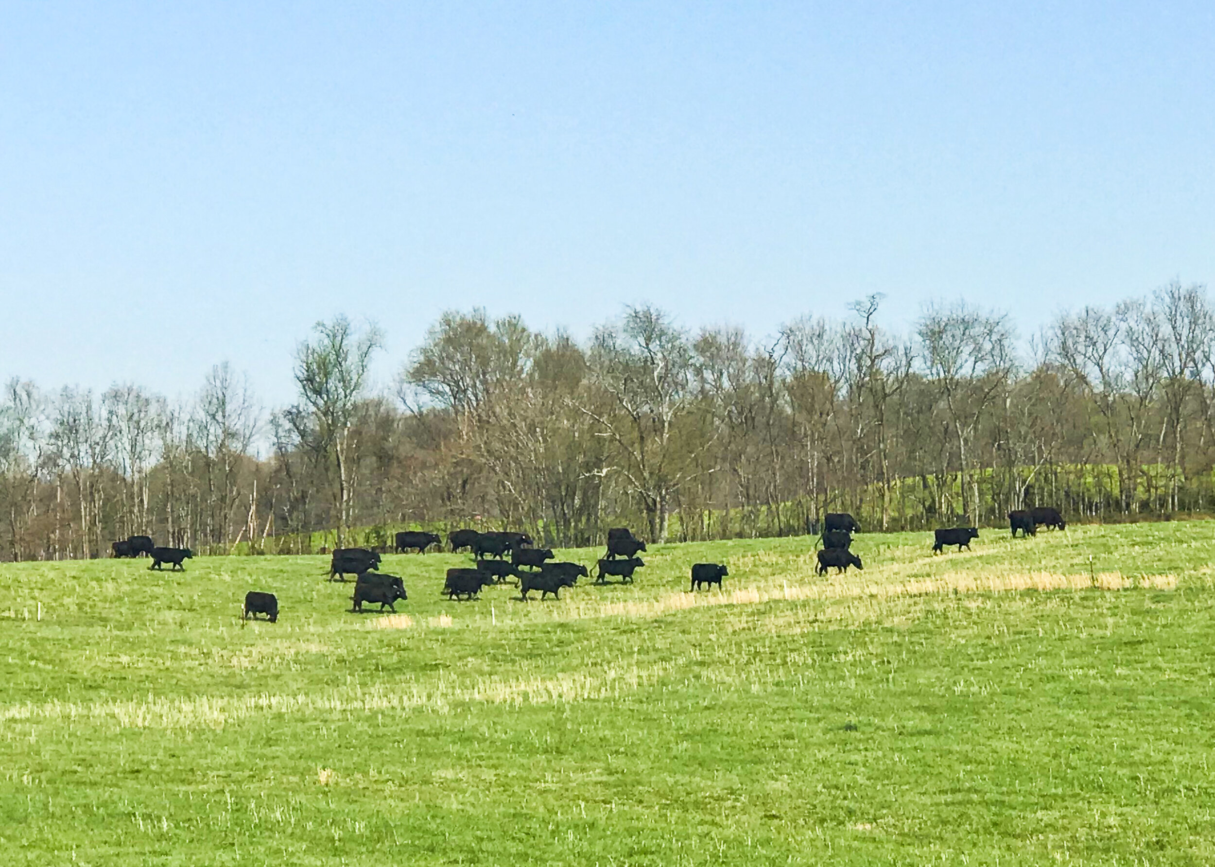 Beef Raised Differently