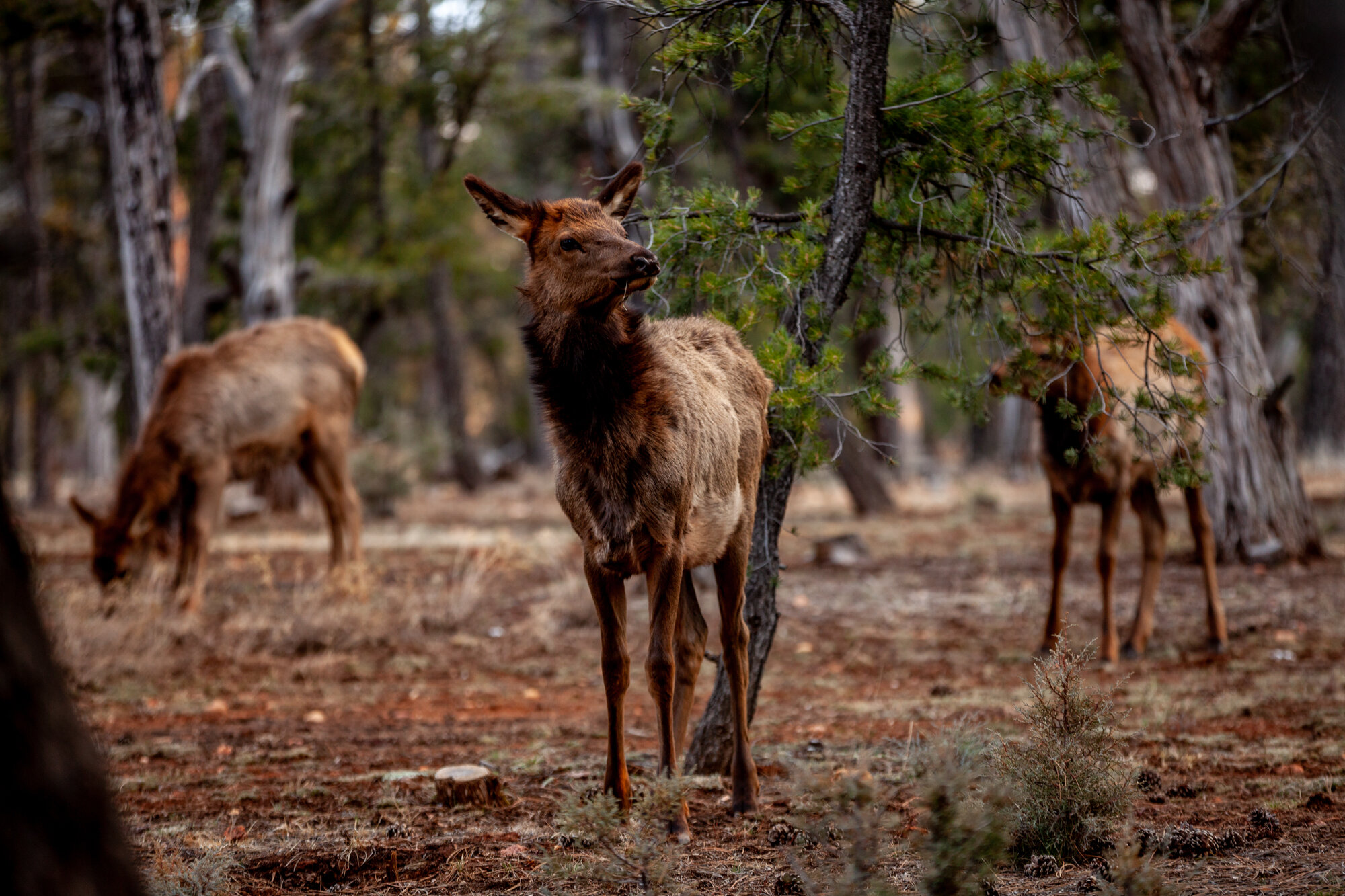 Three young elk