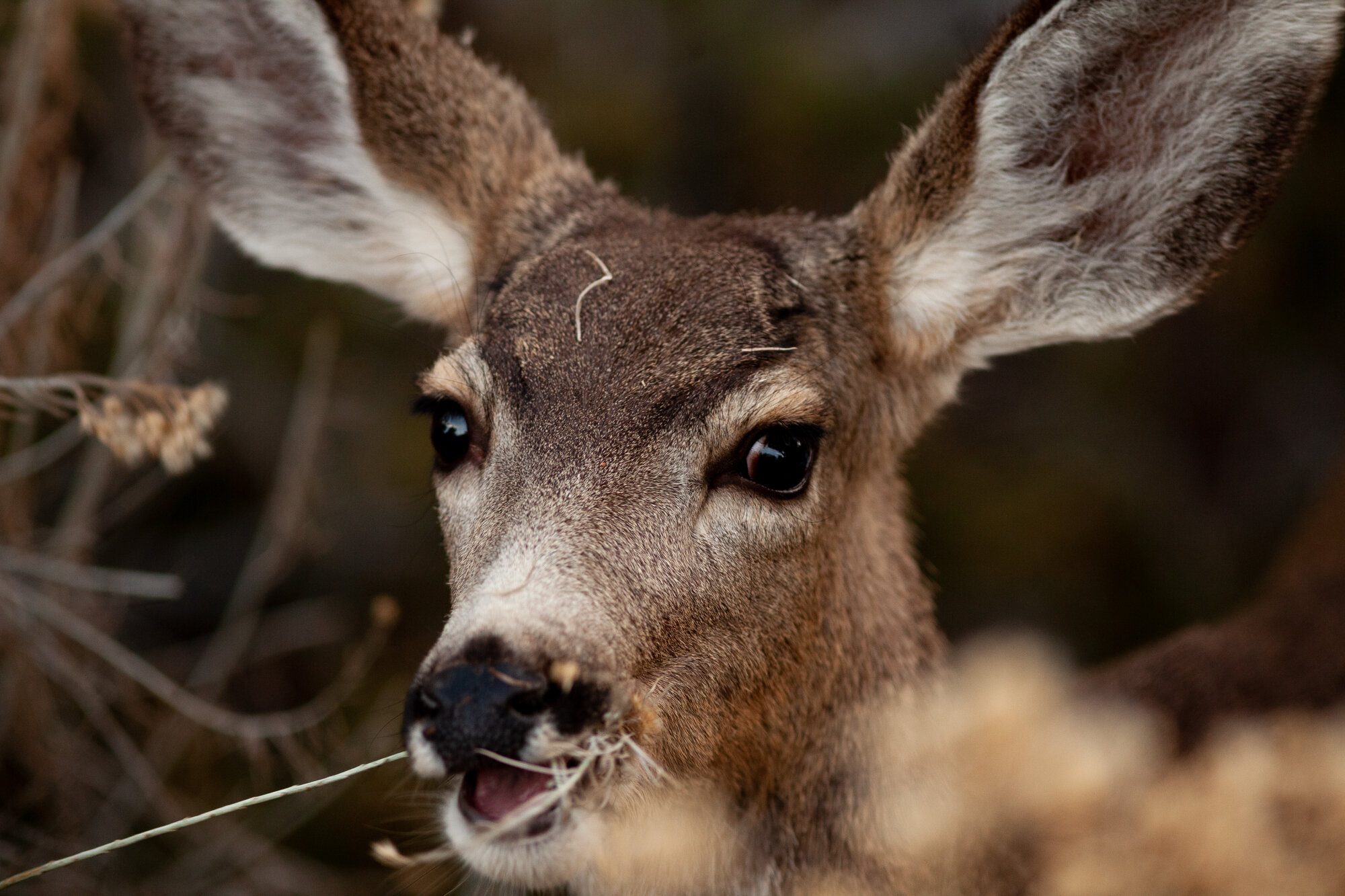 Closeup of mule deer face while eating