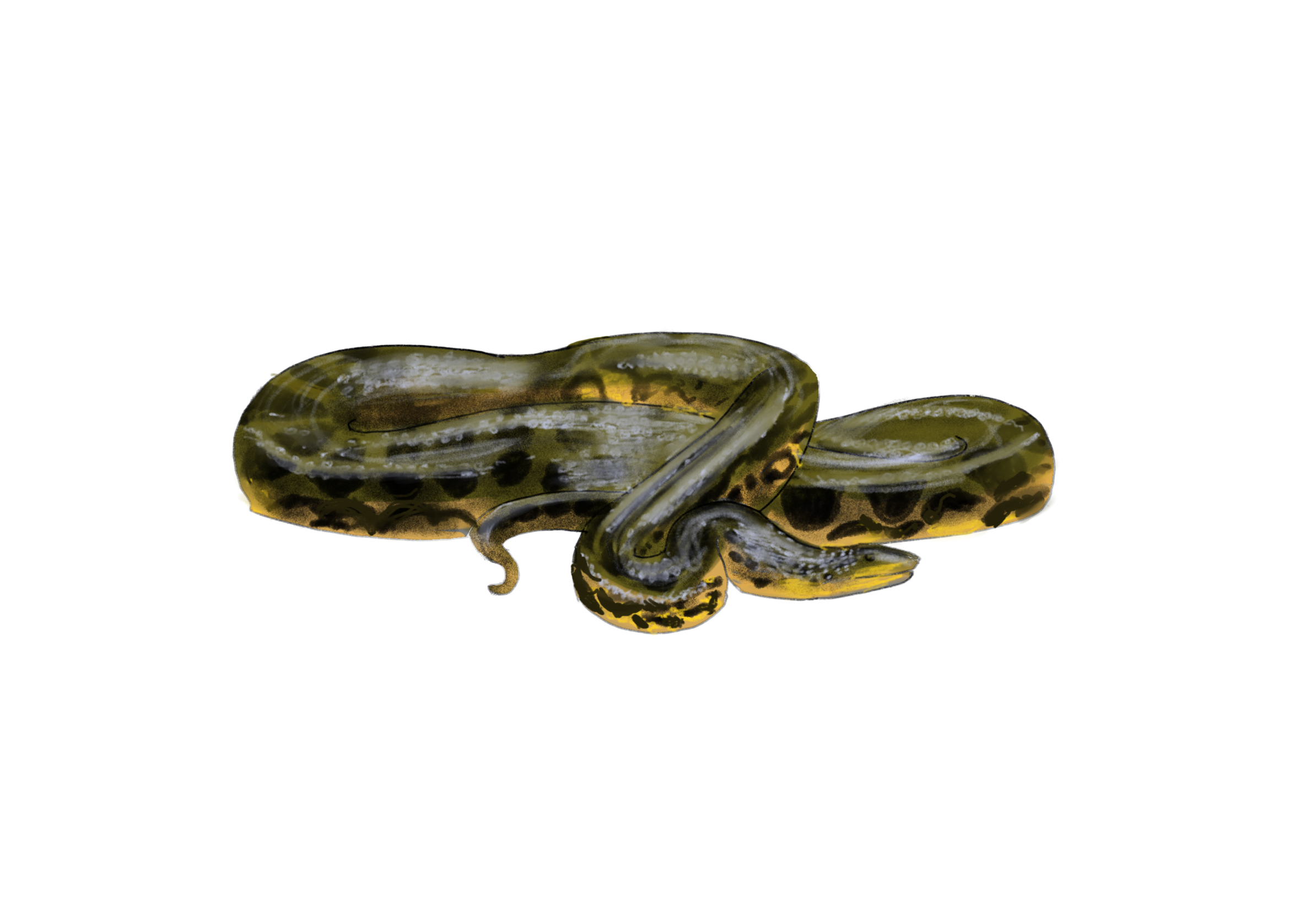 Green Anaconda