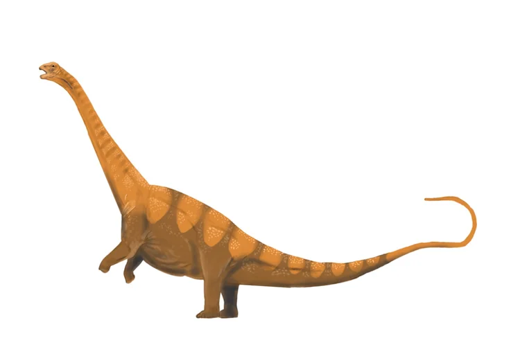 Diplodocus