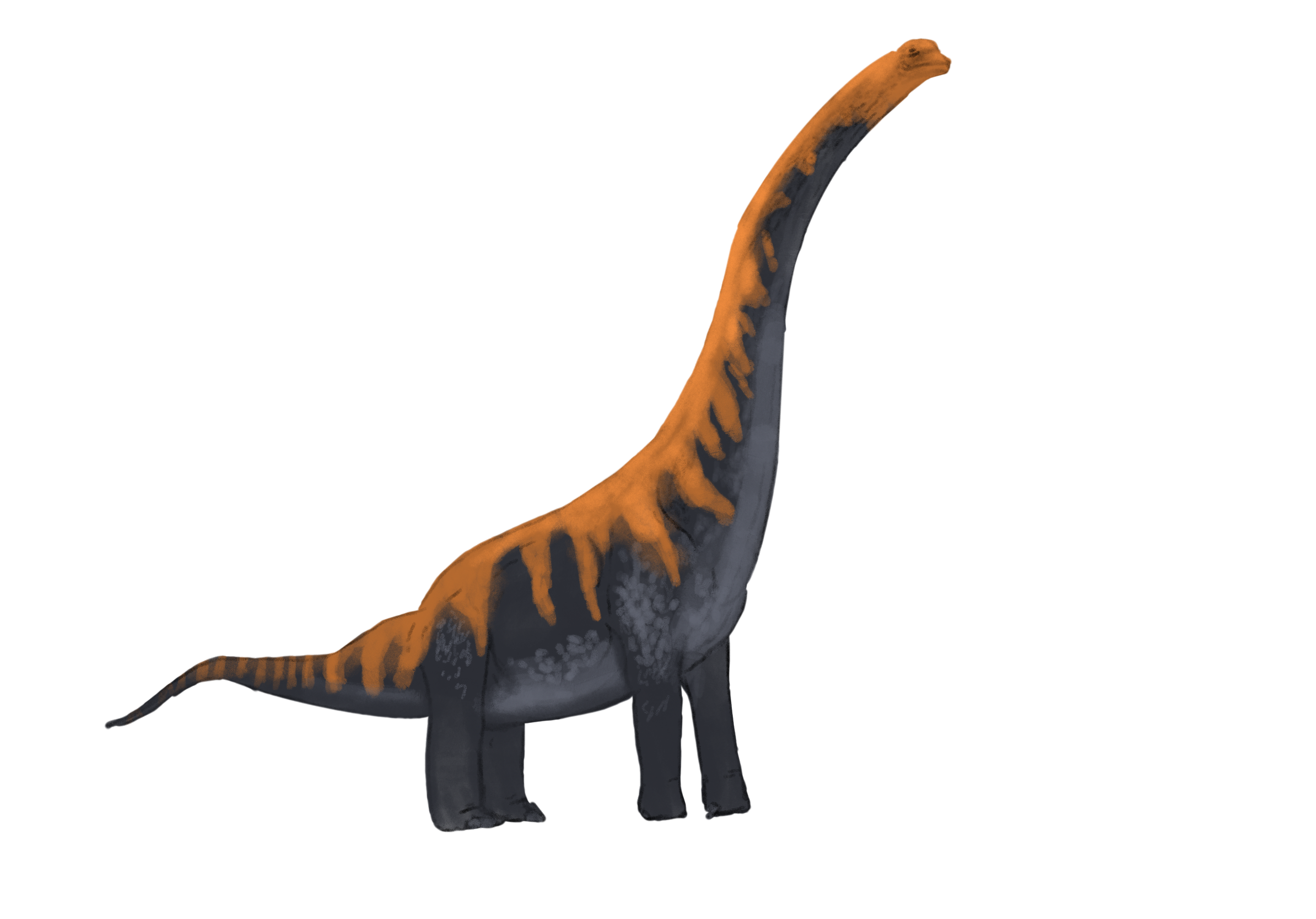 Brachiosaurus_B.png