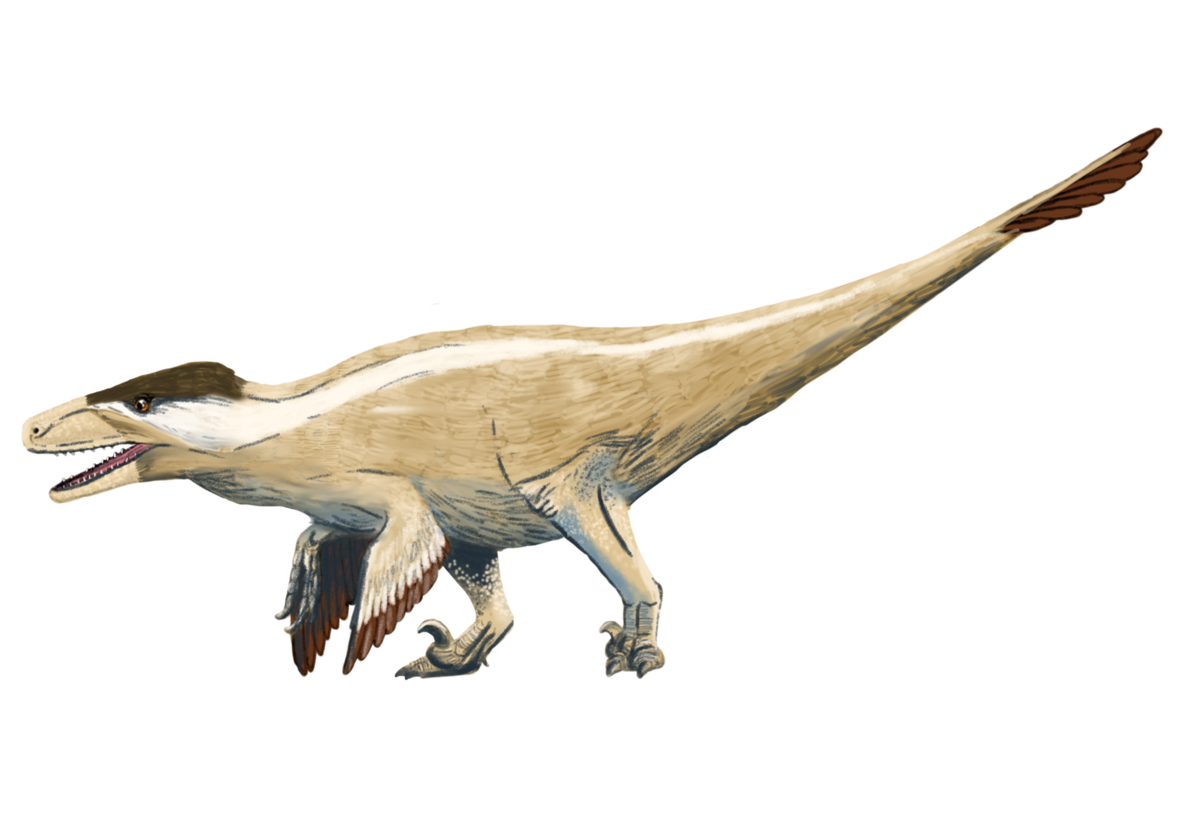 Utahraptor.png