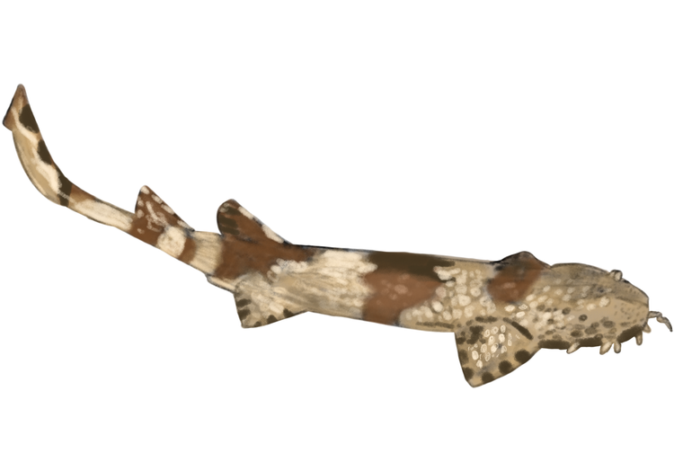 Ornate Wobbegong
