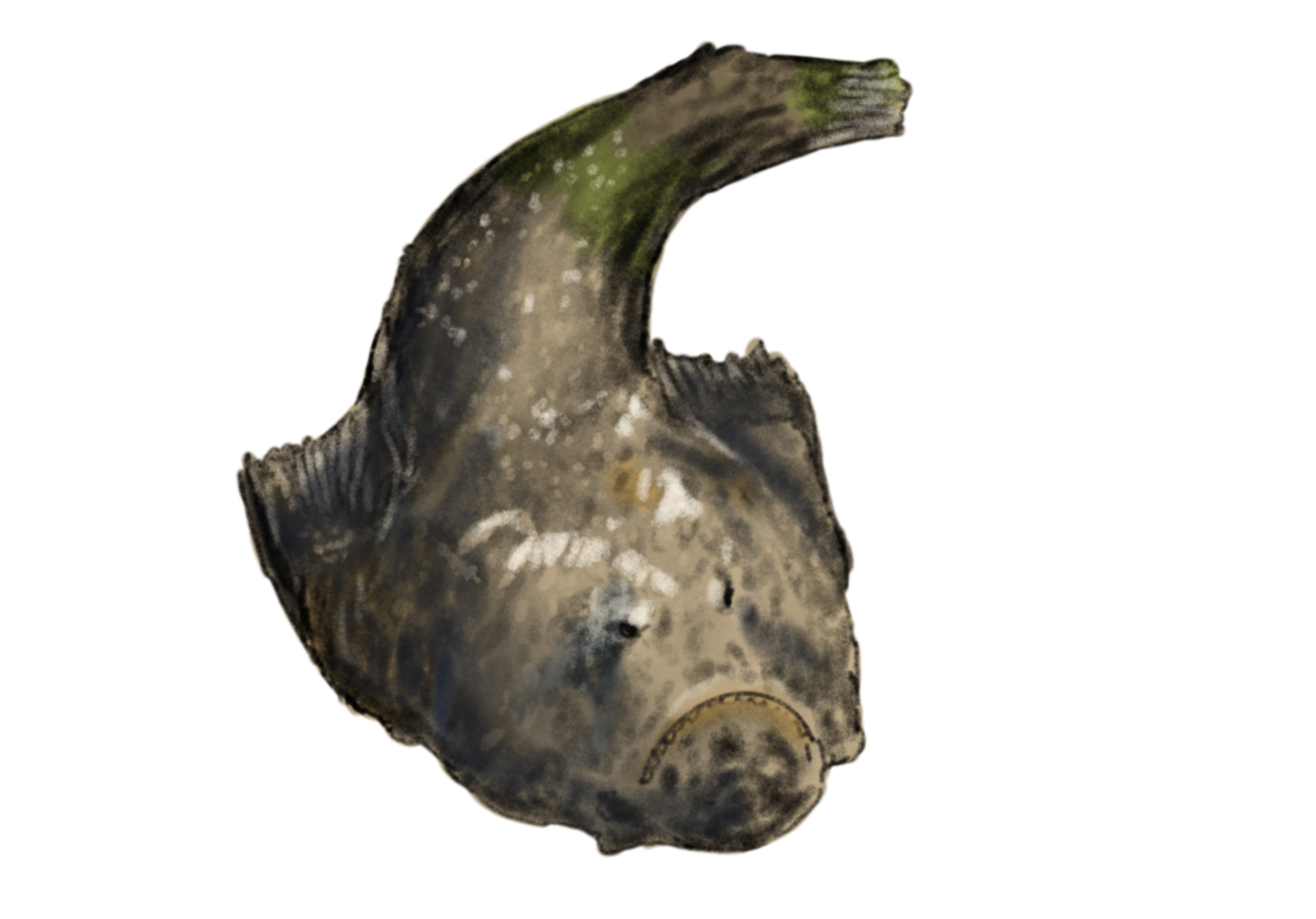 Reef_Stonefish.png