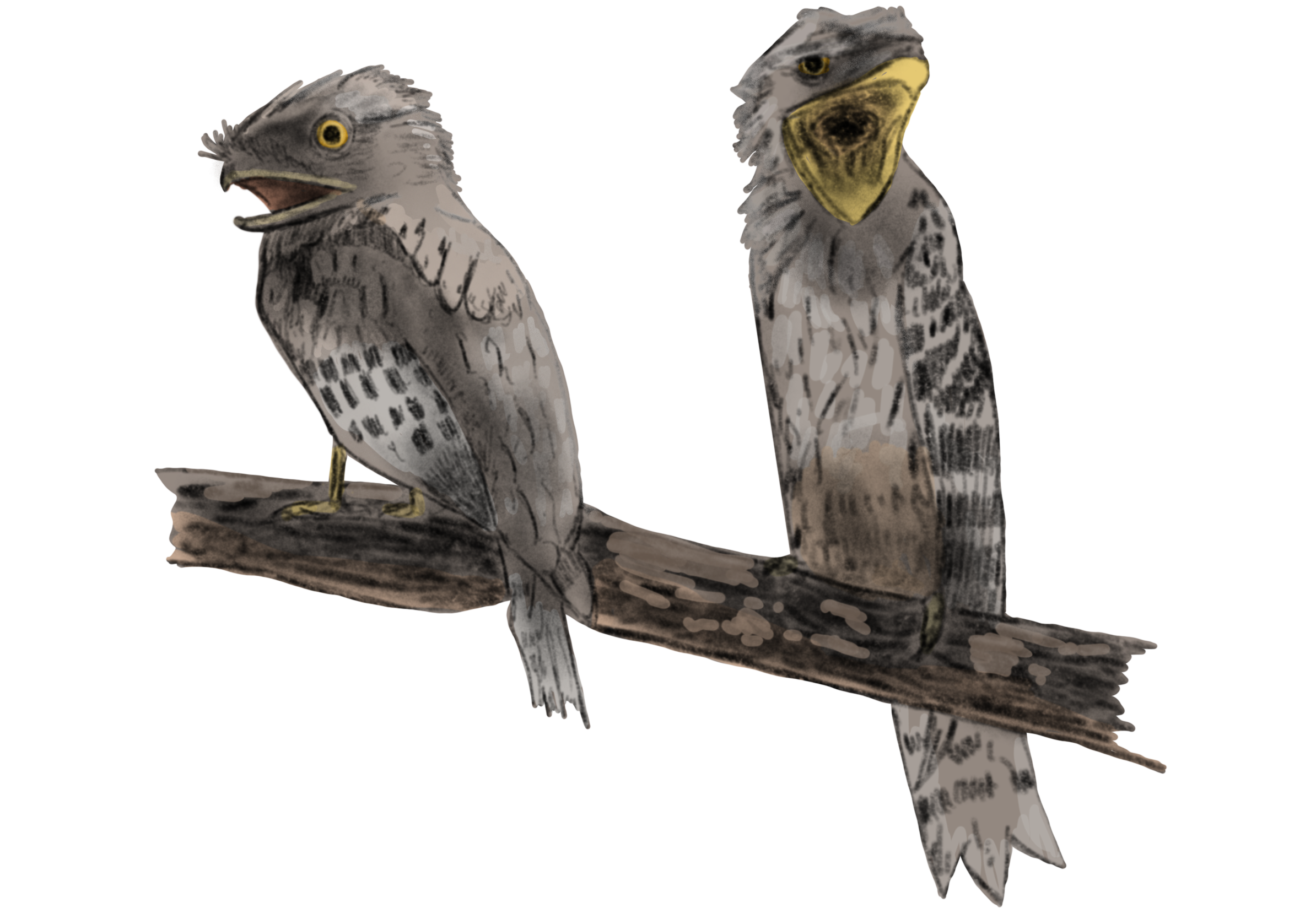 Tawny_Frogmouth.png