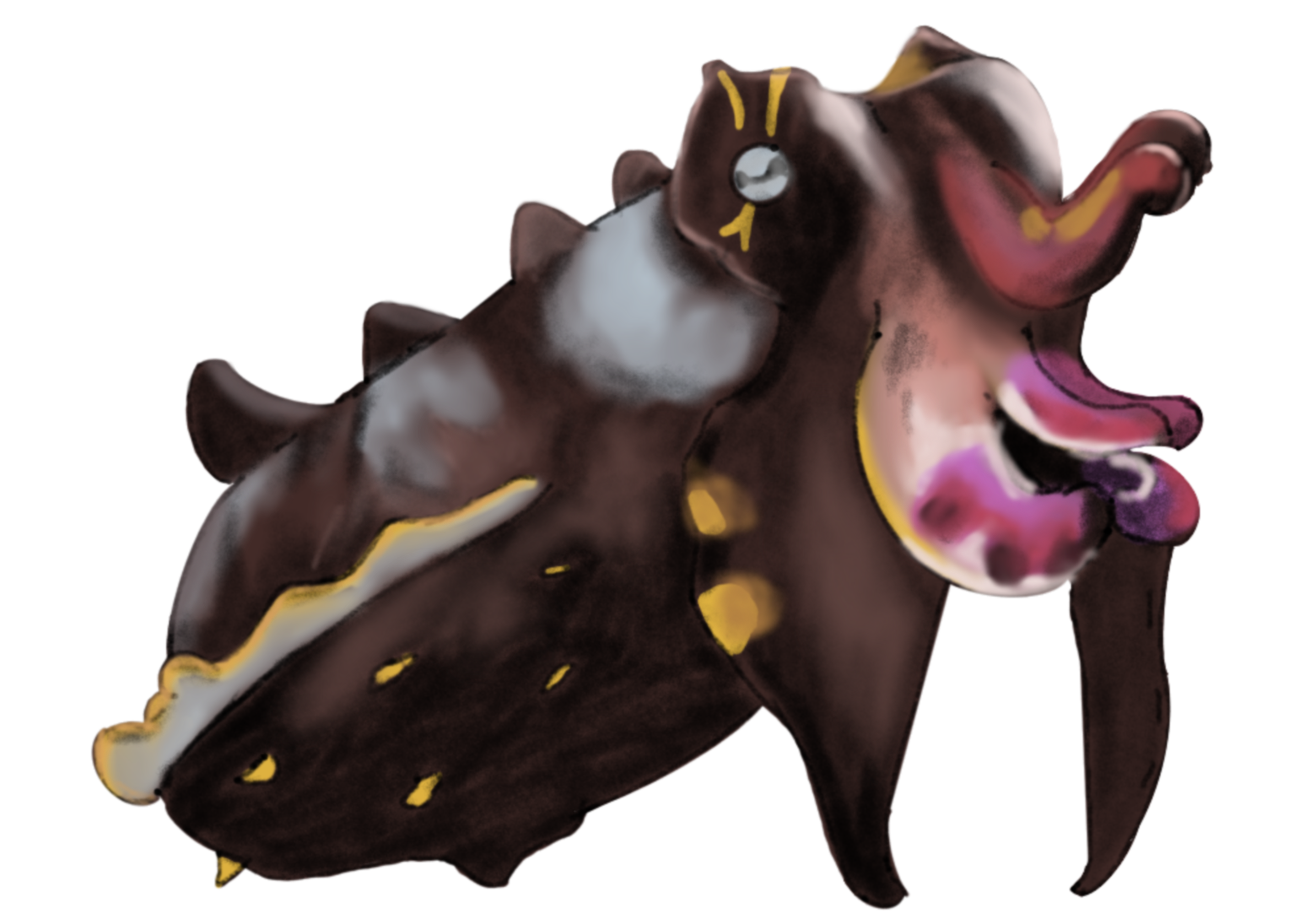 Flambouyant_Cuttlefish.png