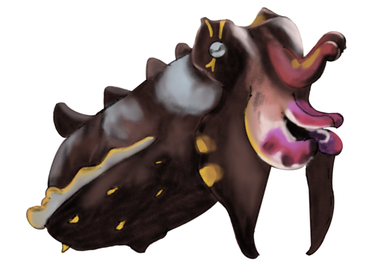 Flamboyant Cuttlefish