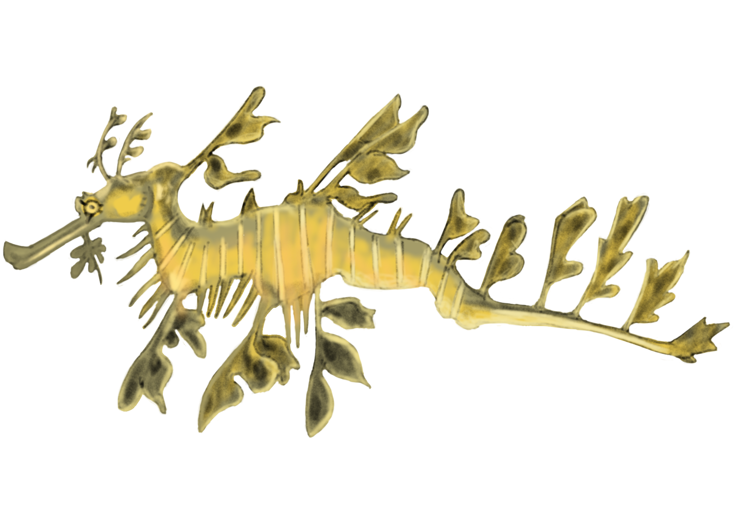 Leafy_Sea_Dragon.png
