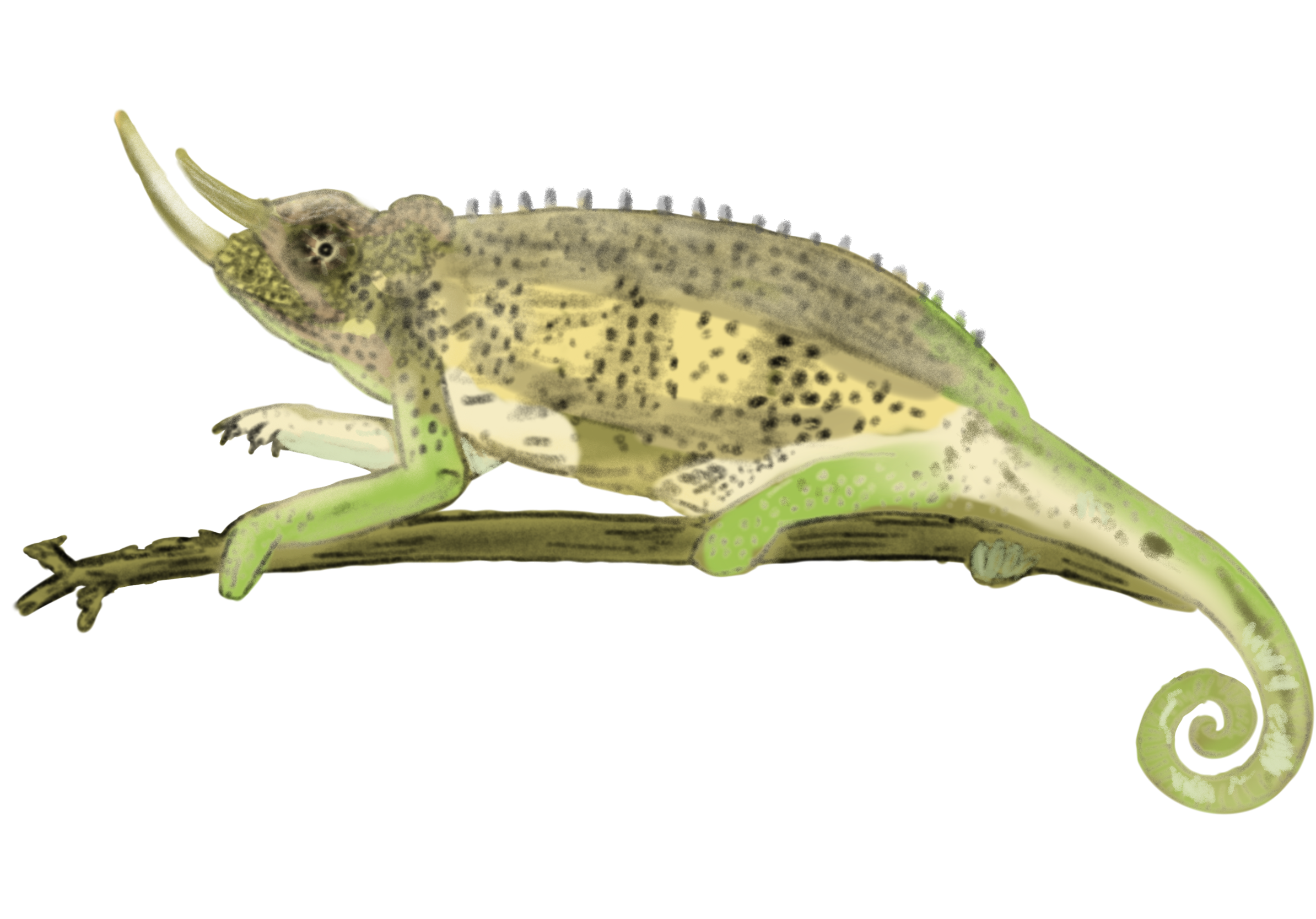 Jackson’s_Chameleon_.png