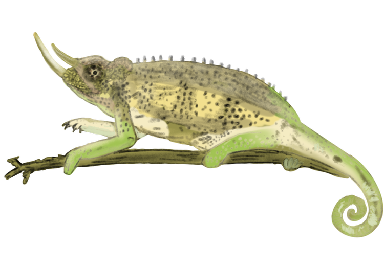 Jackson's Chameleon
