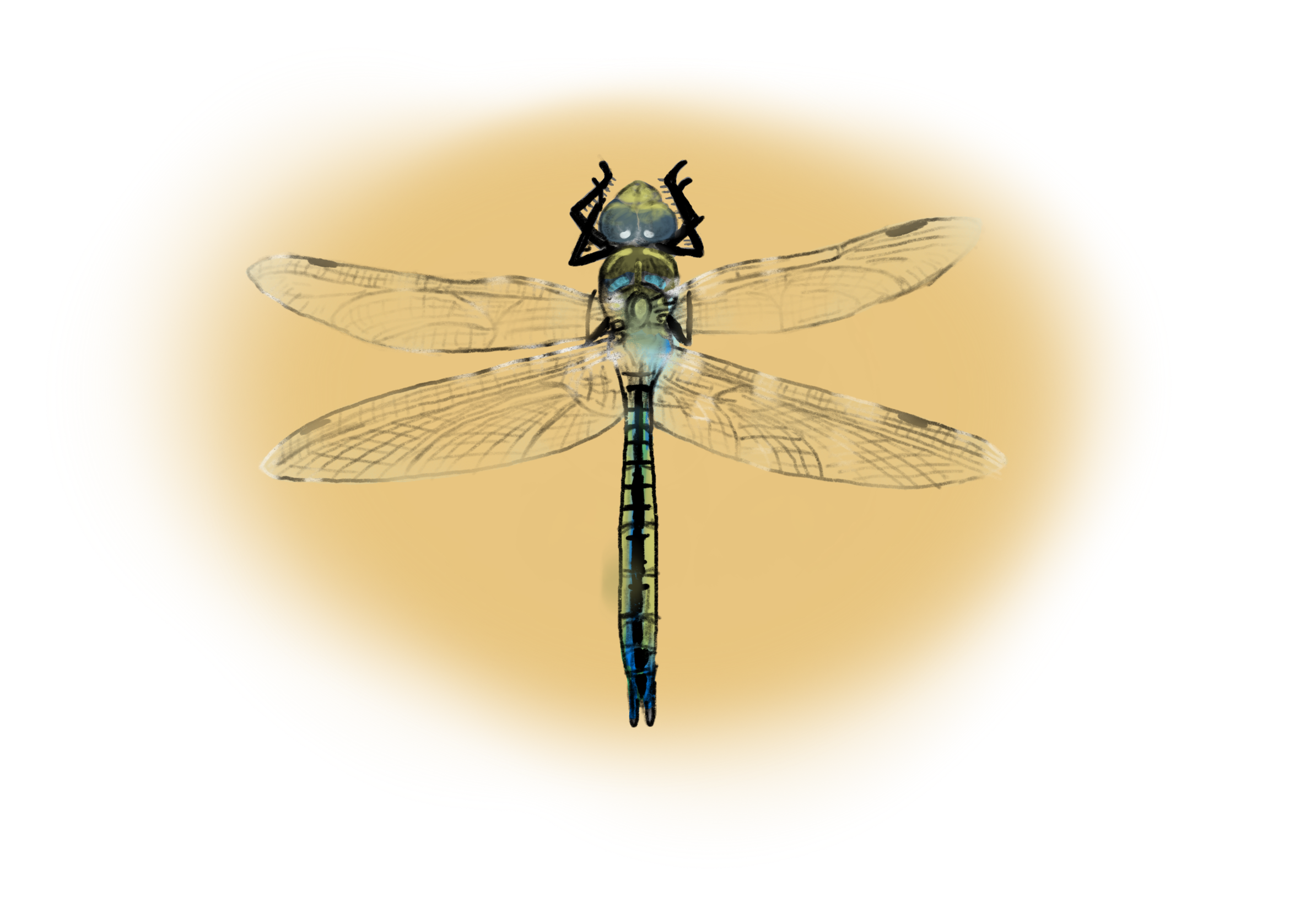 Emperor_Dragonfly.png