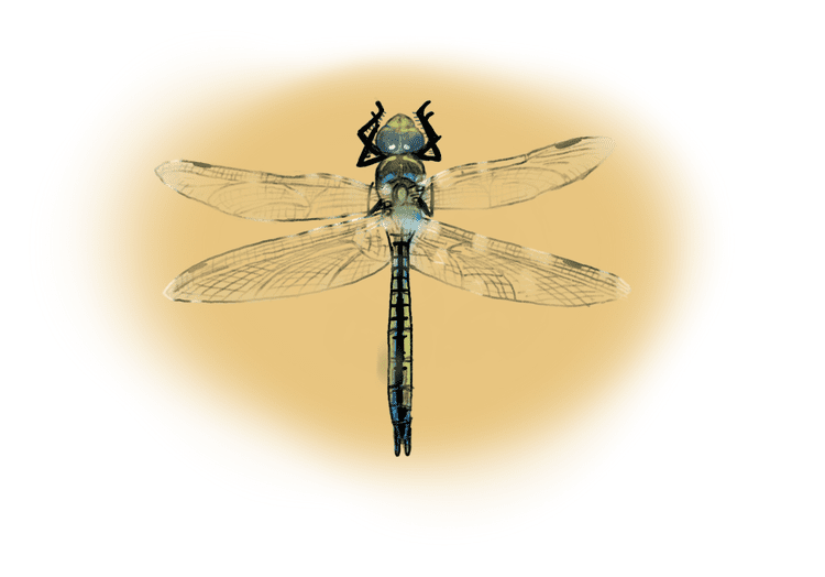 Emperor Dragonfly