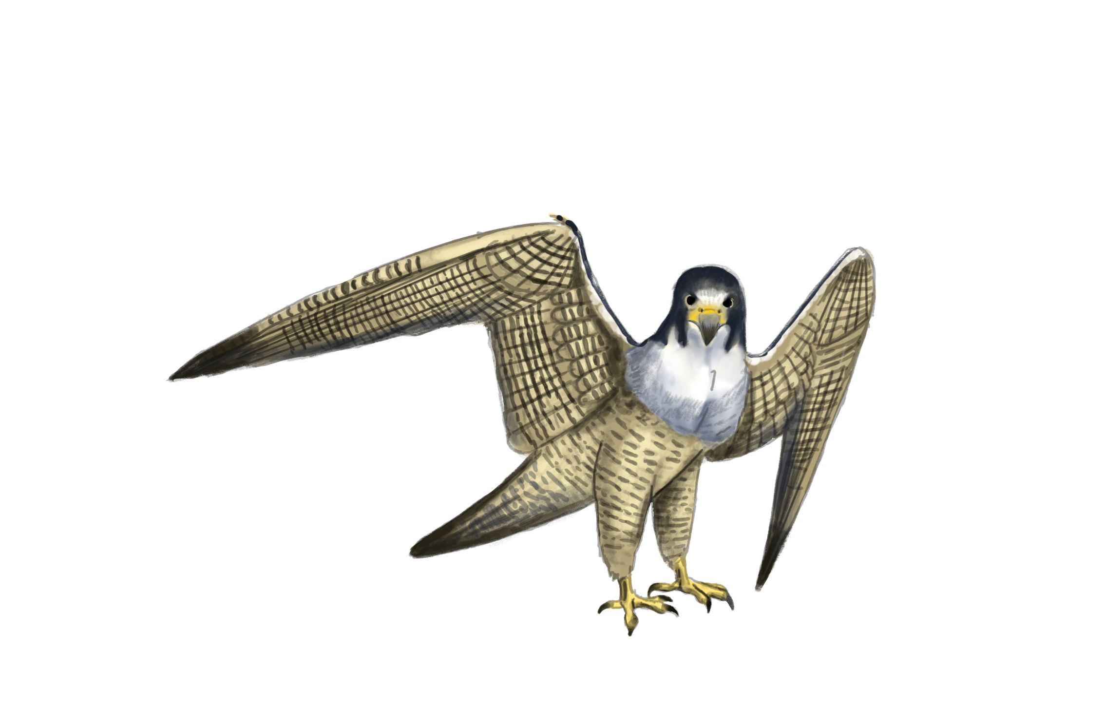 Peregrine_Falcon.png