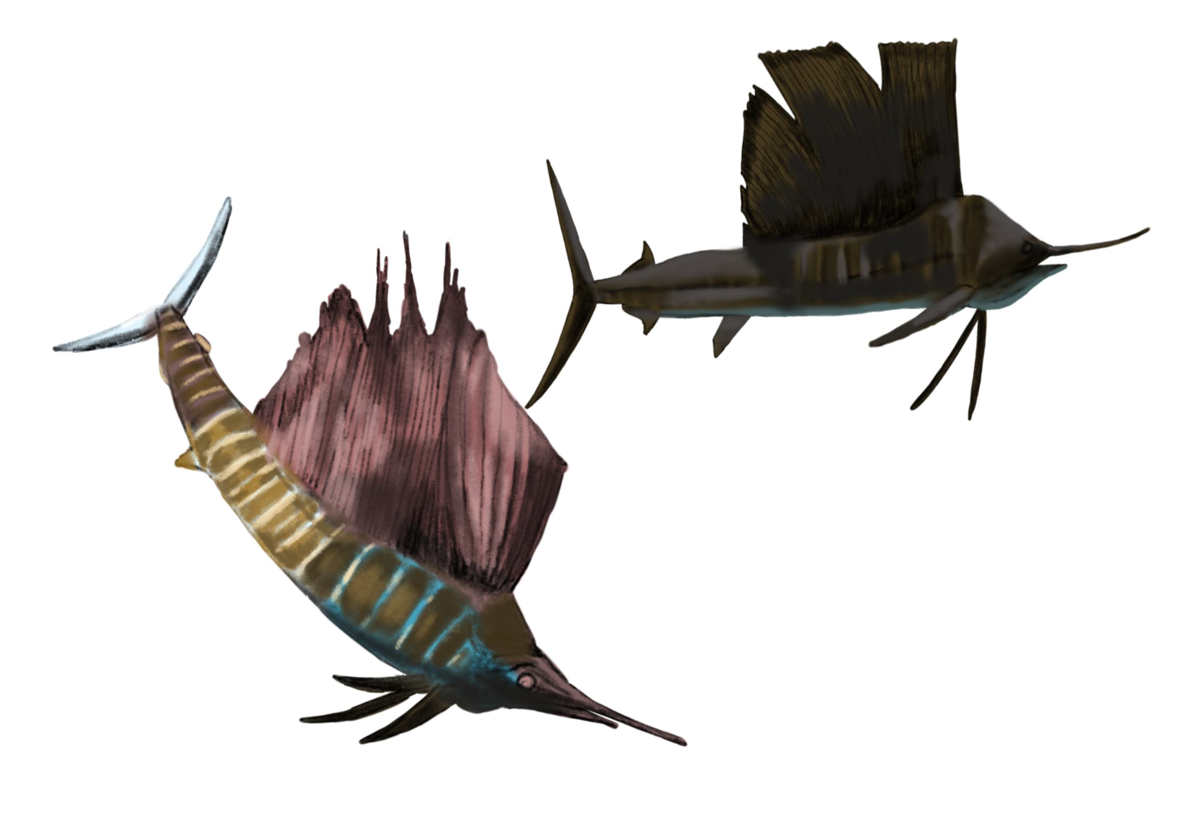 Sailfish.png