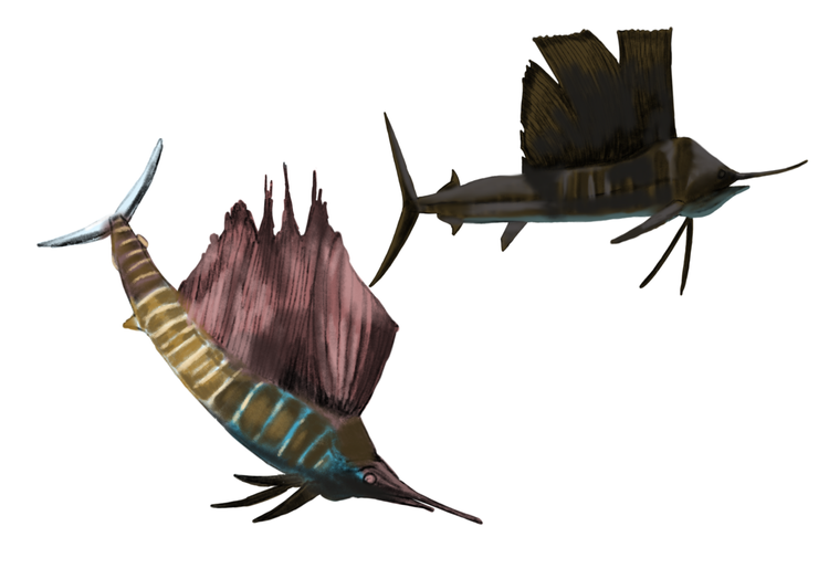 Sailfish