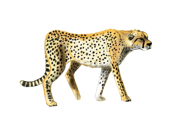 Cheetah
