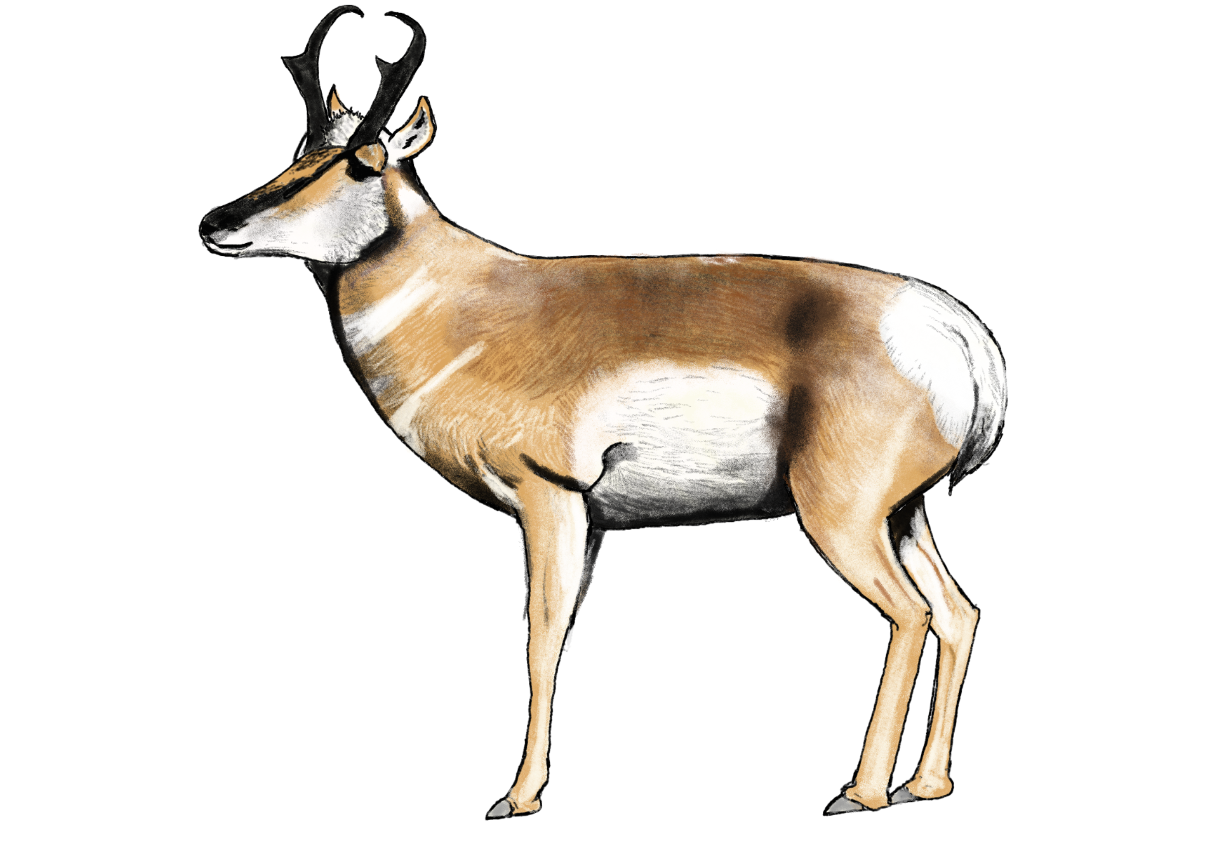 Pronghorn 2.png
