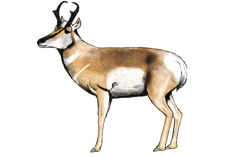 Pronghorn