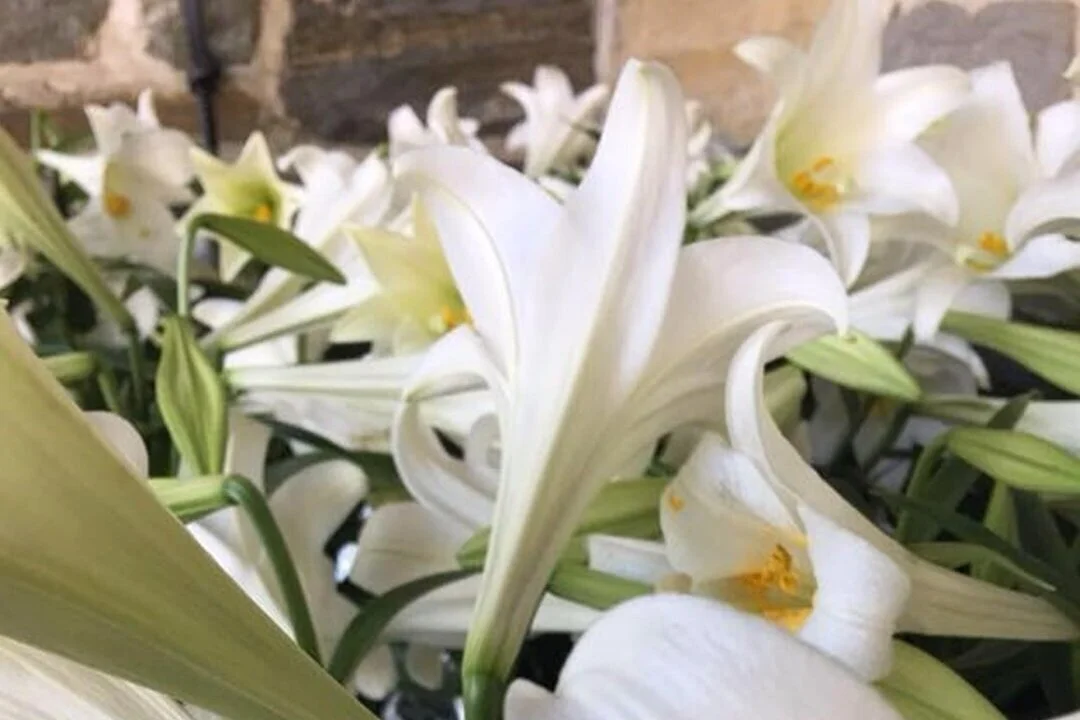 Fourth Sunday of Easter and Update from the BSNC