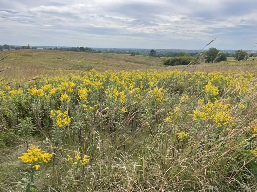 A field of goldenrod and prairie grasses in the wind.