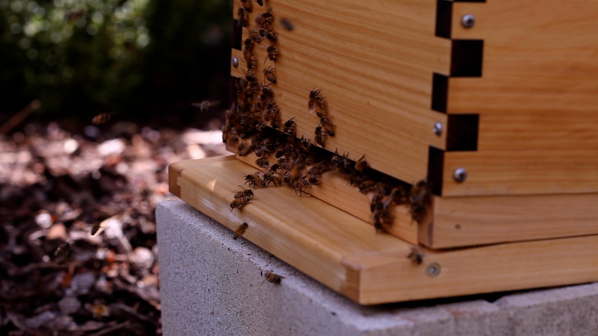 Episode 132 Filling a Flow Hive with Bees.00_08_48_23.Still003.jpg