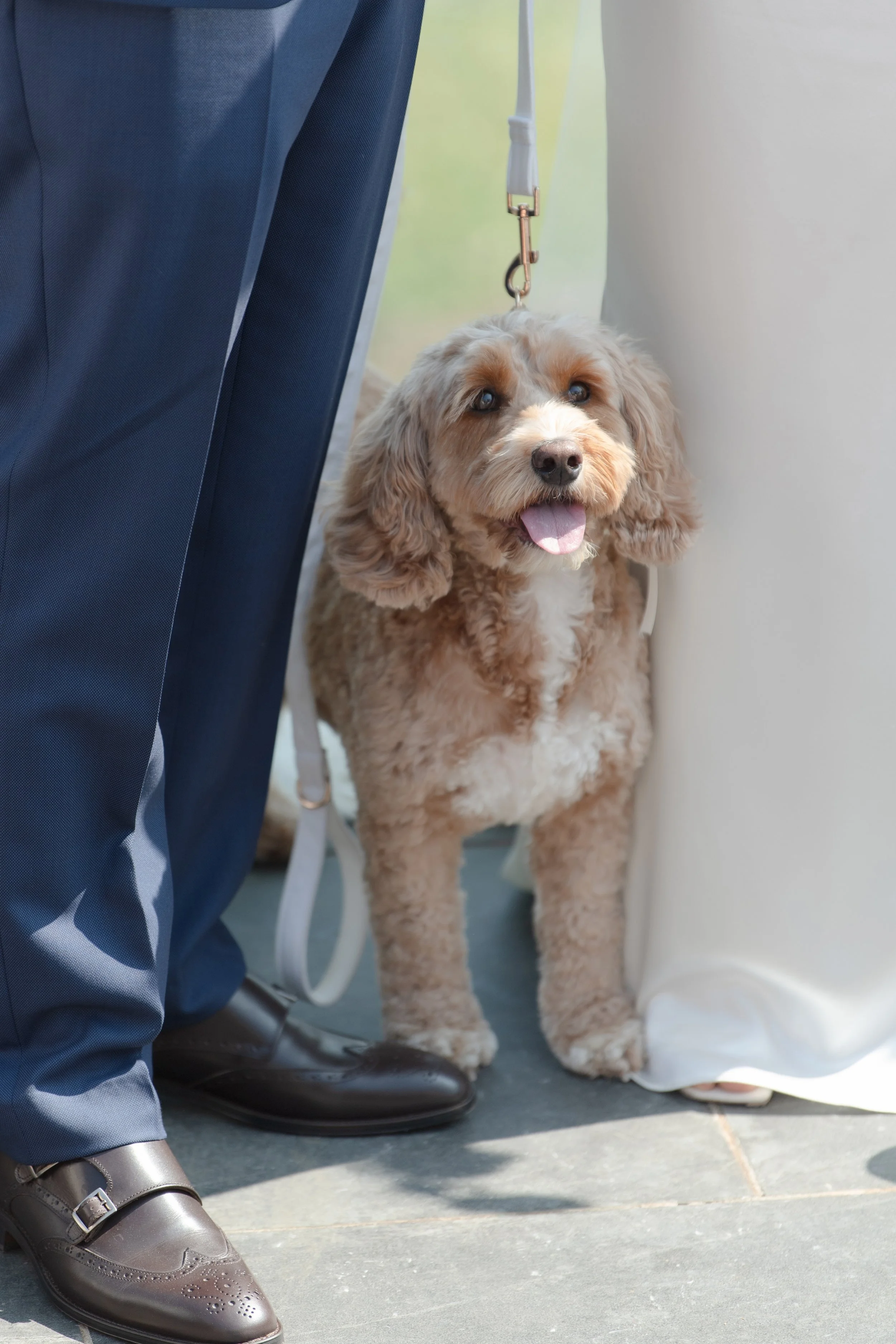 Outdoor-Wedding-Dog.jpg