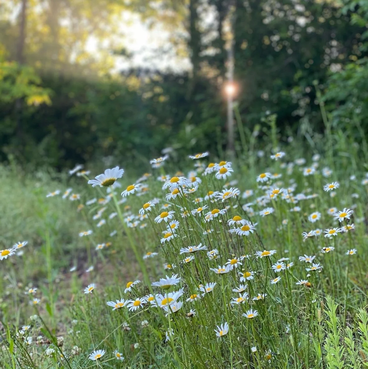 Astrologer-Brittany-McAlister-Daisy