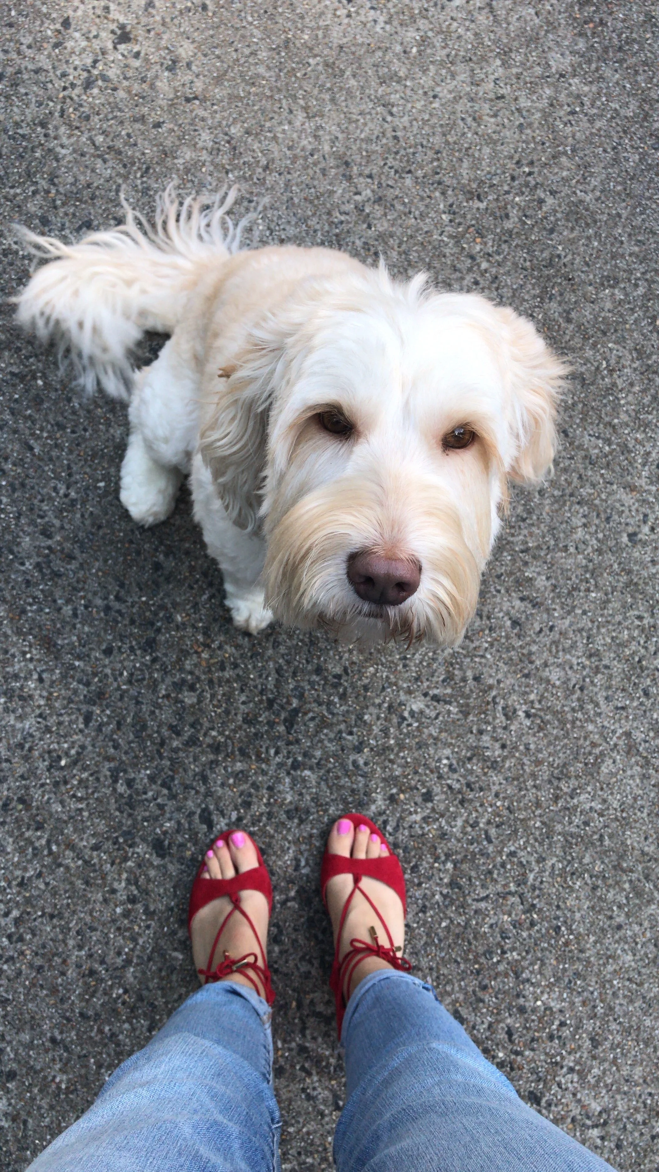 the labradoodle edit